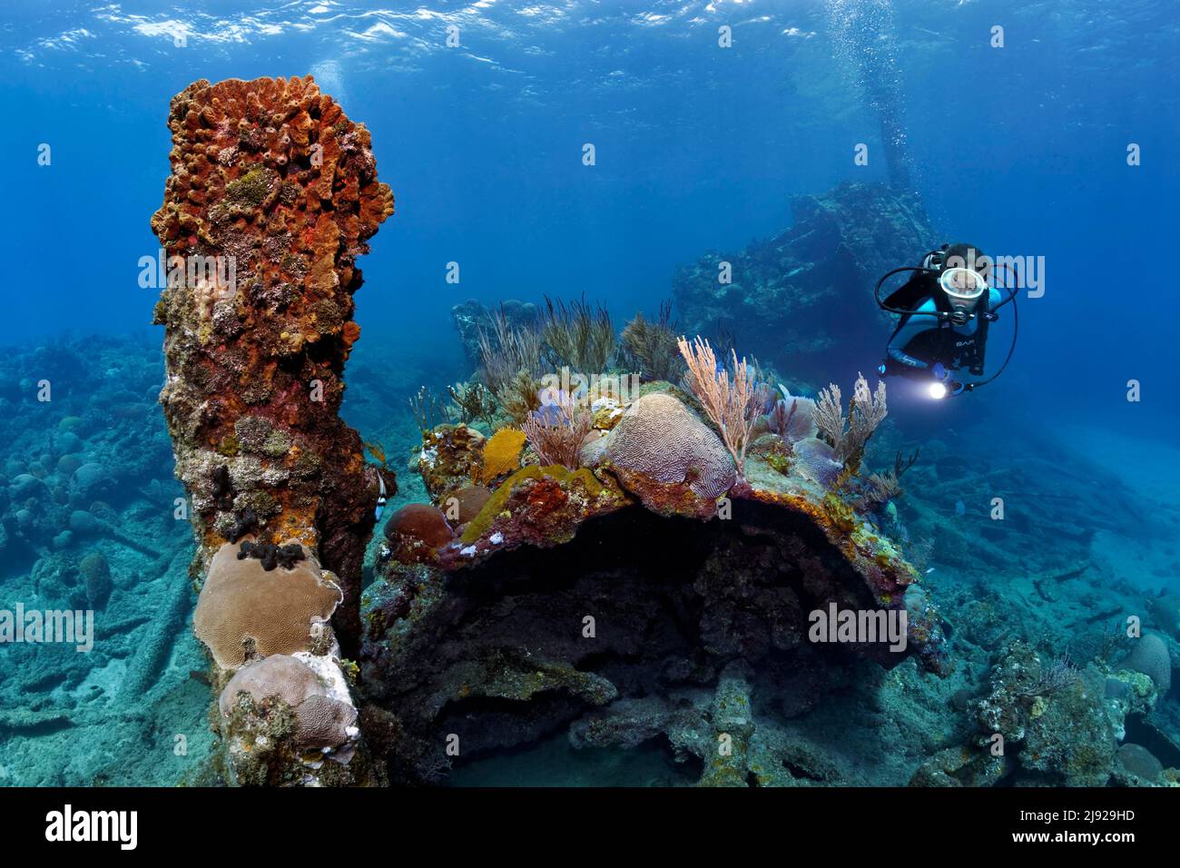 Plongeur, épave surcultivée avec divers coraux et éponges, épave sur fond sablonneux, croiseur blindé espagnol Christobal Colon, courir en agrge dans la marine Banque D'Images