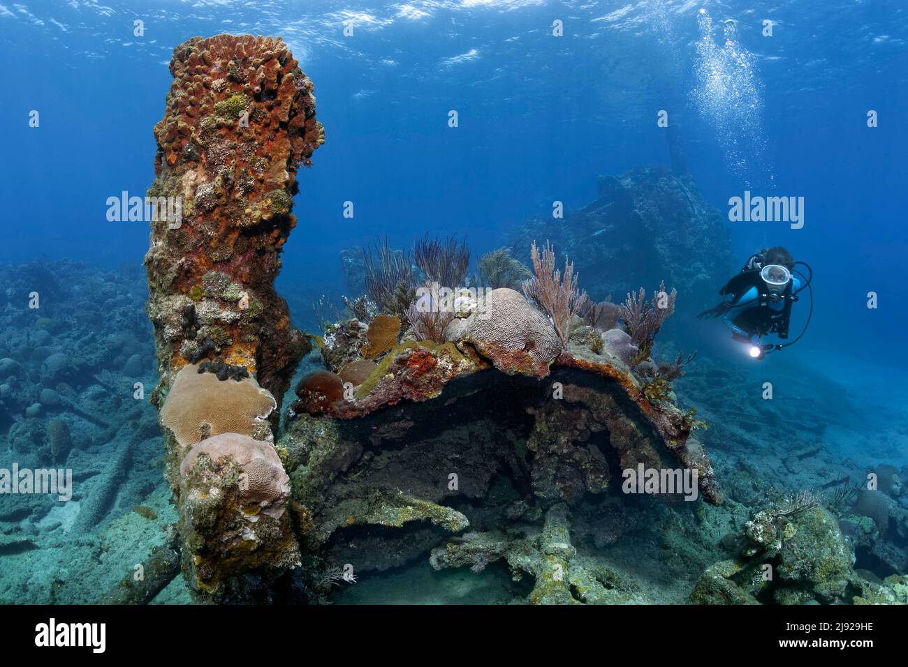 Plongeur, épave surcultivée avec divers coraux et éponges, épave sur fond sablonneux, croiseur blindé espagnol Christobal Colon, courir en agrge dans la marine Banque D'Images