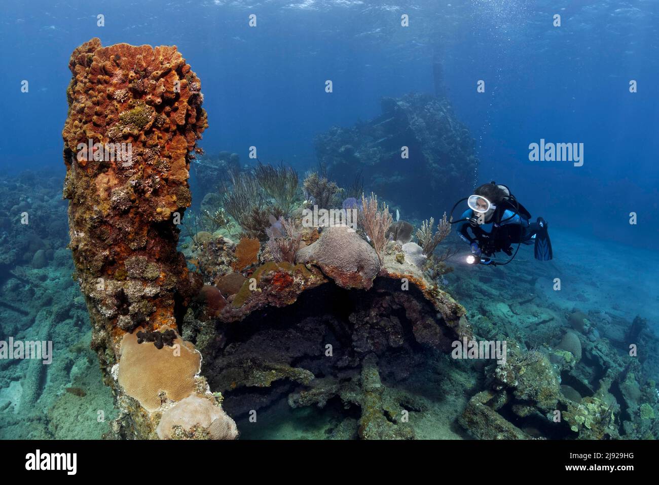Plongeur, épave surcultivée avec divers coraux et éponges, épave sur fond sablonneux, croiseur blindé espagnol Christobal Colon, courir en agrge dans la marine Banque D'Images