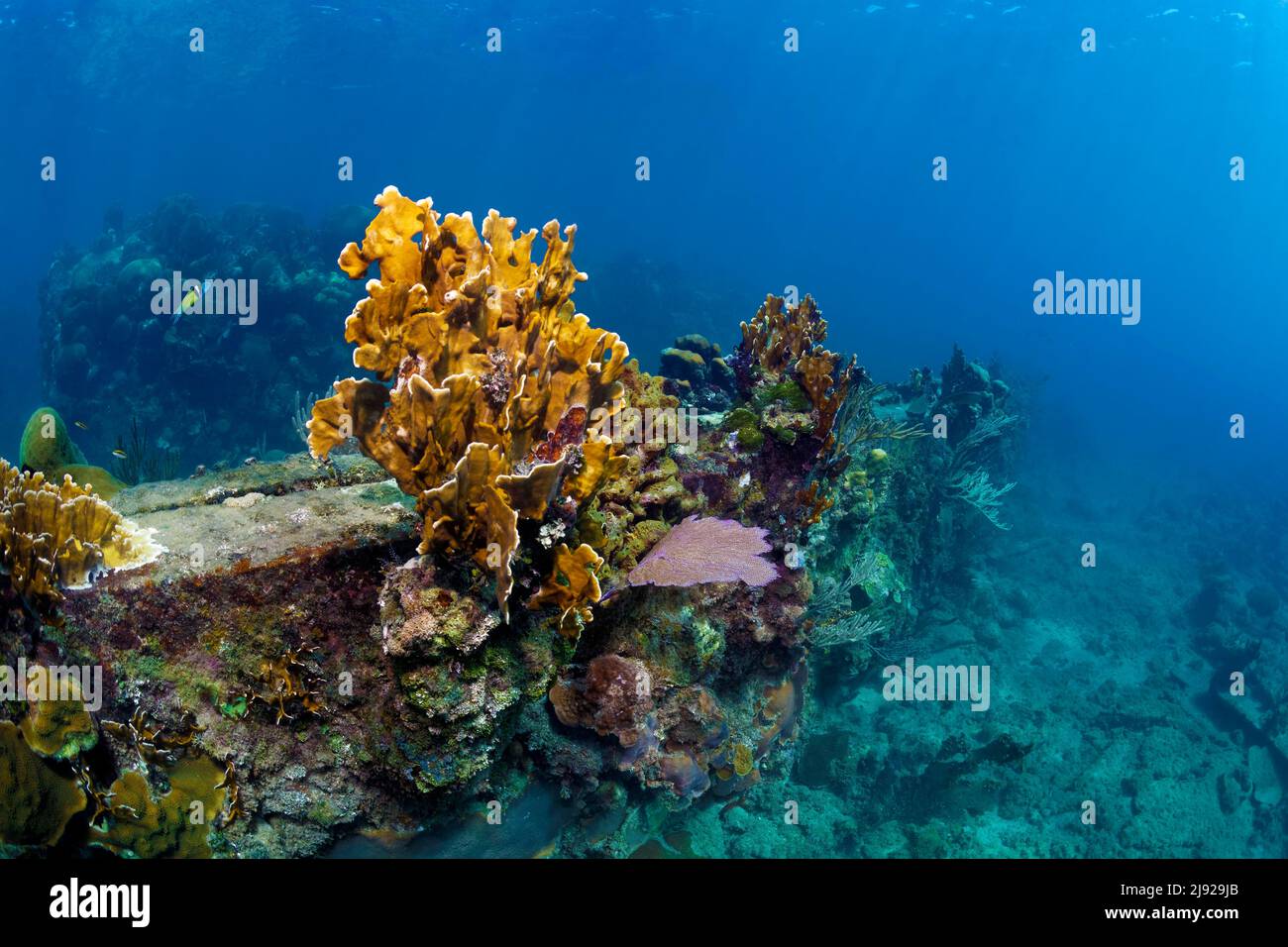 Épave, surcultivée avec plaque de corail de feu (Millepoara complanata), épave sur fond sablonneux, croiseur blindé espagnol Christobal Colon, courir en gros Banque D'Images