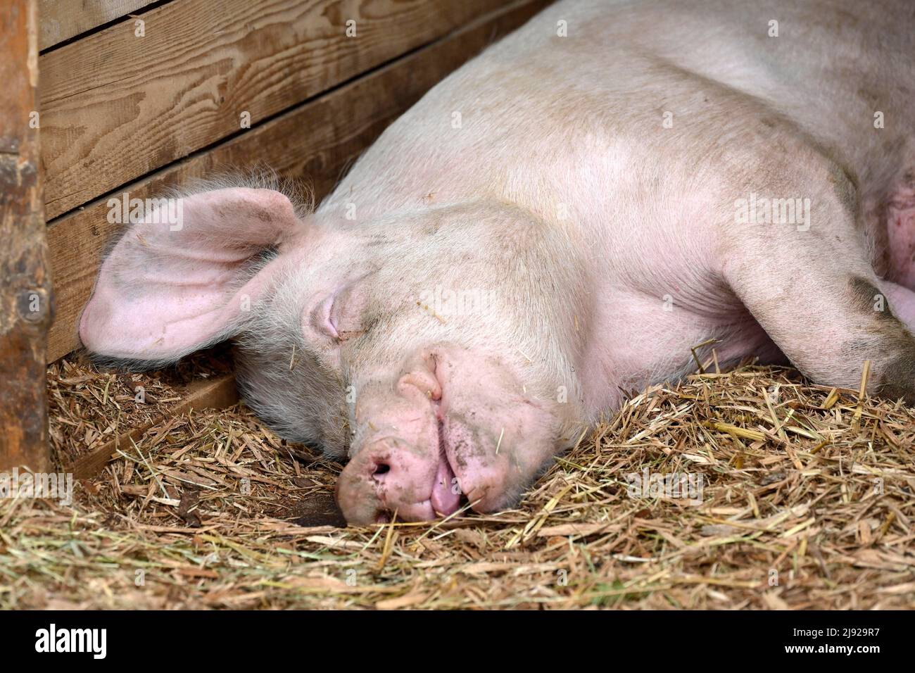 Porc (sus scrofa domesticus) Banque D'Images