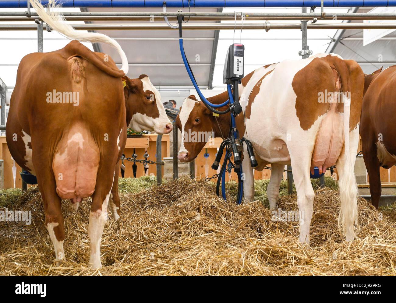 Vaches allaitantes Fleckvieh et Red Holstein Banque D'Images