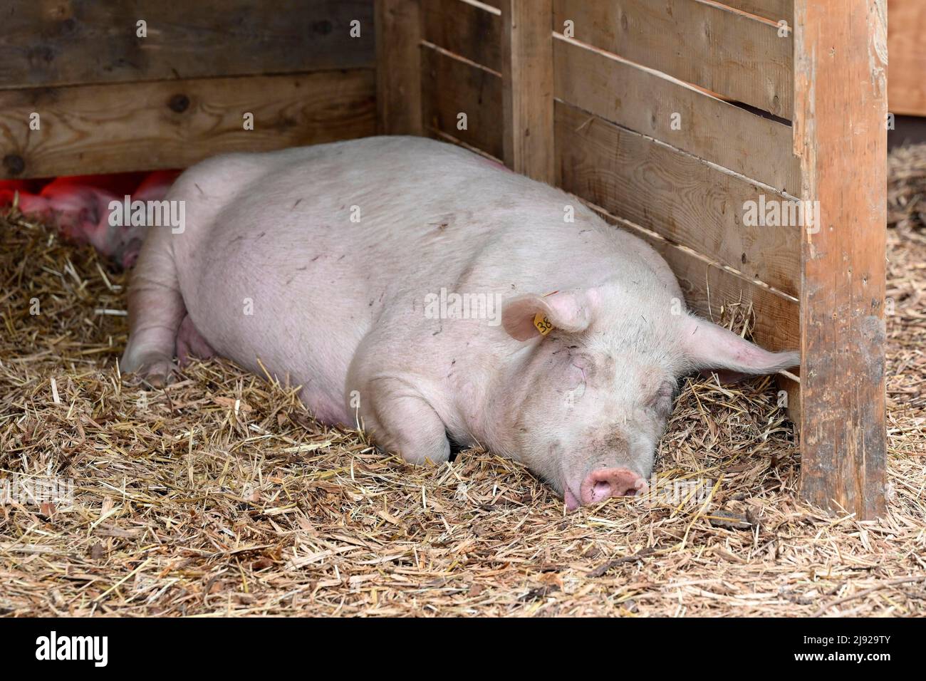Porc (sus scrofa domesticus) Banque D'Images