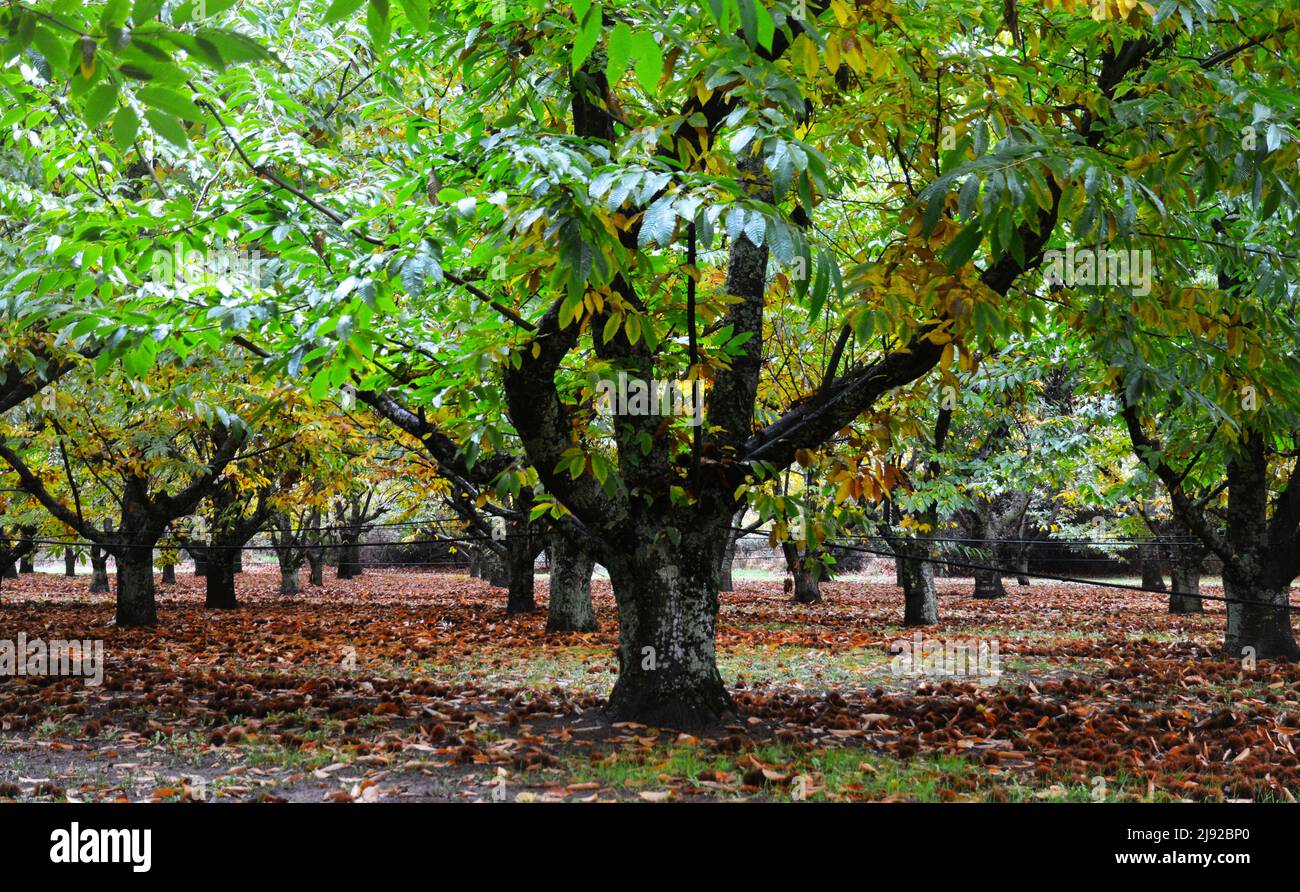 Automne dans le verger Banque D'Images