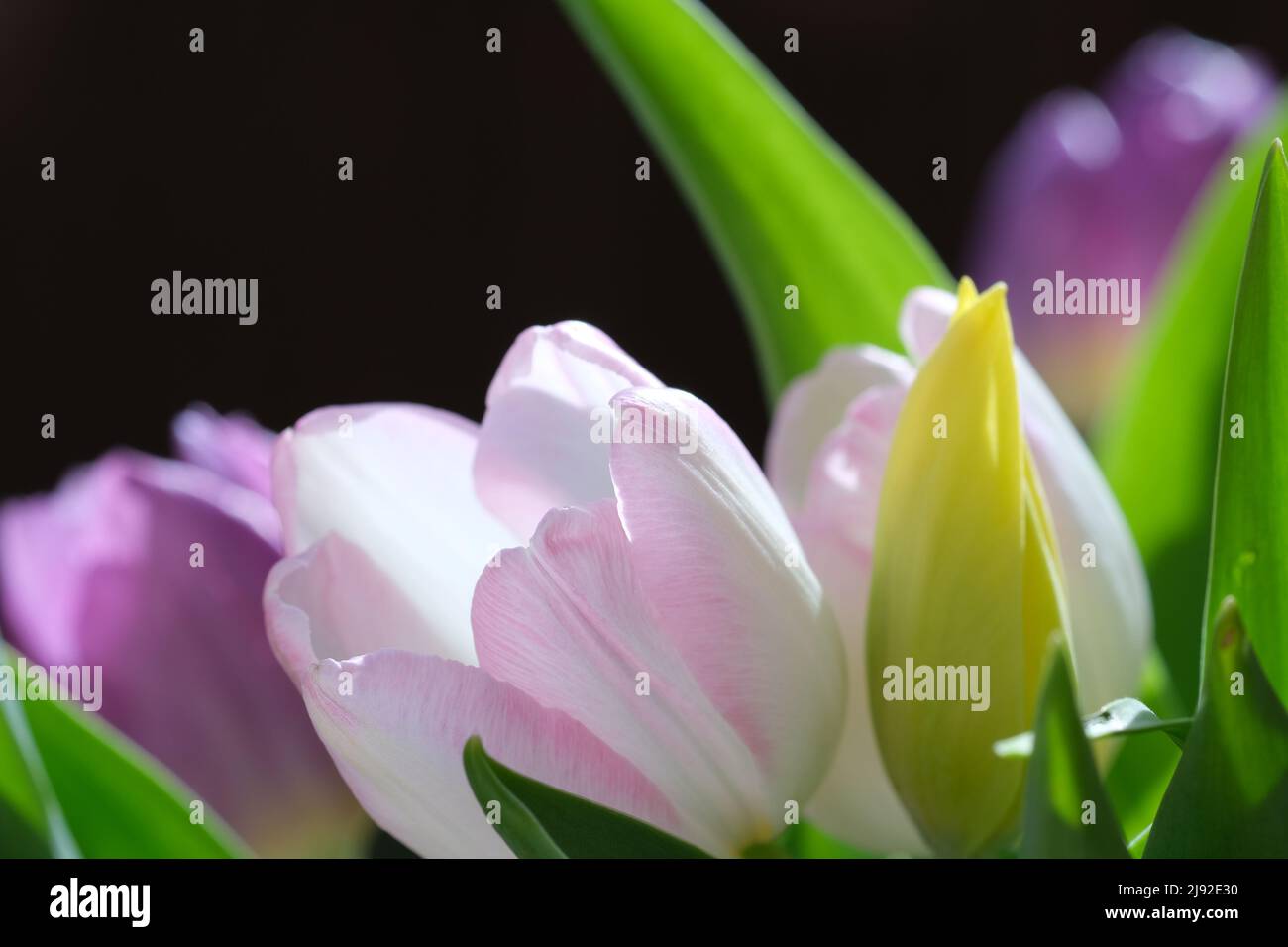 Macro gros plan, mise au point sélective, arrière-plan naturel défoqué des pétales de tulipe. Tulipe blanche avec rayures roses sur les pétales. . Photo de haute qualité Banque D'Images