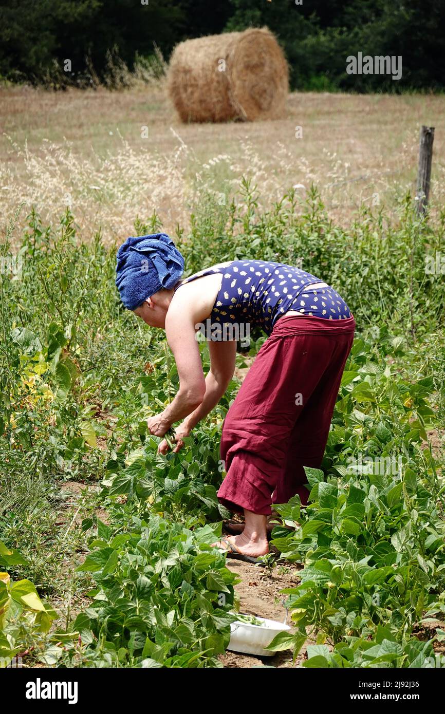 21.07.2021, Bolsena, Viterbo, Italie - femme cueillant des haricots verts d'un champ. 00S210721D549CAROEX.JPG [AUTORISATION DU MODÈLE : NON, AUTORISATION DU PROPRIÉTAIRE : NON (C) VOITURE Banque D'Images
