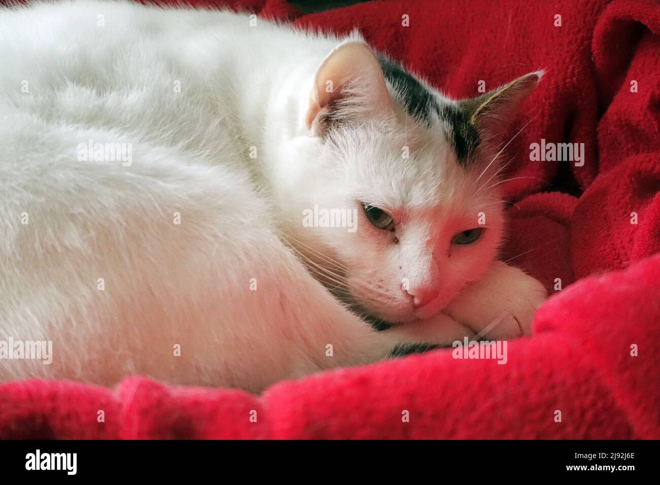 17.08.2021, Neuenhagen, Brandebourg, Allemagne - le chat dormant a bouclés dans un panier de chat. 00S210817D588CAROEX.JPG [AUTORISATION DU MODÈLE : NON, AUTORISATION DU PROPRIÉTAIRE : N Banque D'Images