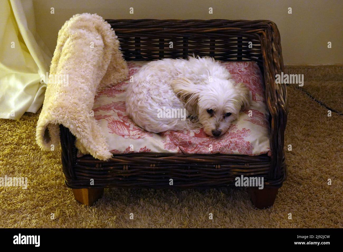 11.12.2021, Berlin, , Allemagne - chien dort dans son panier. 00S211211D135CAROEX.JPG [AUTORISATION DU MODÈLE : NON, AUTORISATION DU PROPRIÉTAIRE : NON (c) images de CARO / Banque D'Images