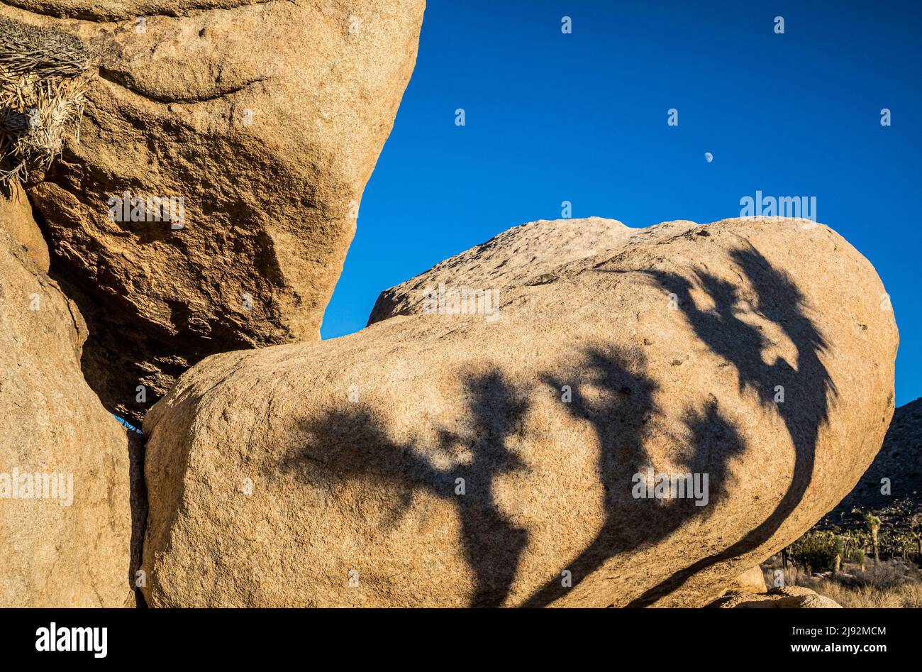 Des ombres de Joshua Tree se jettent sur des formations rocheuses dans le parc national de Joshua Tree. Banque D'Images