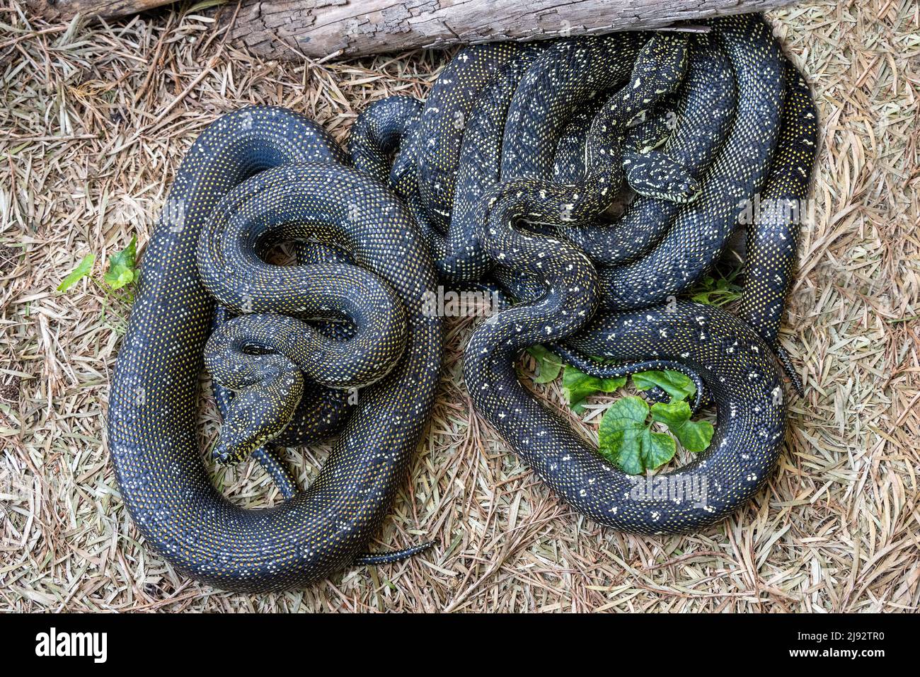 Baskaing de Python de diamants australiens (Morelia spilota stretota) Banque D'Images