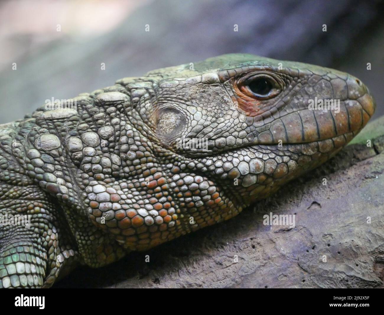 Lézard dragon barbu également connu sous le nom de reptile de Pogona Banque D'Images