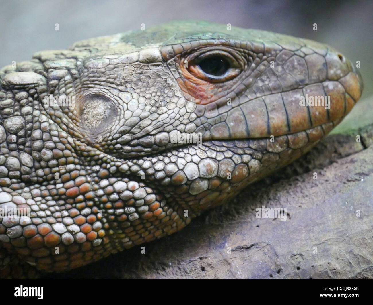 Lézard dragon barbu également connu sous le nom de reptile de Pogona Banque D'Images