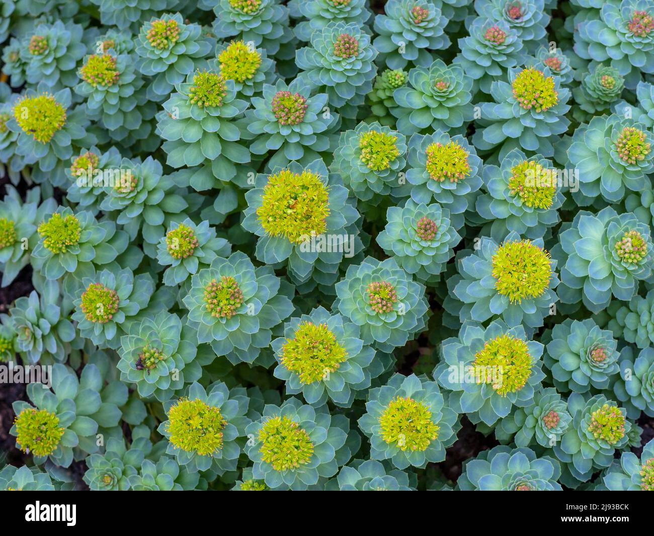 Rhodiola rosea - Roseroot Mai Banque D'Images