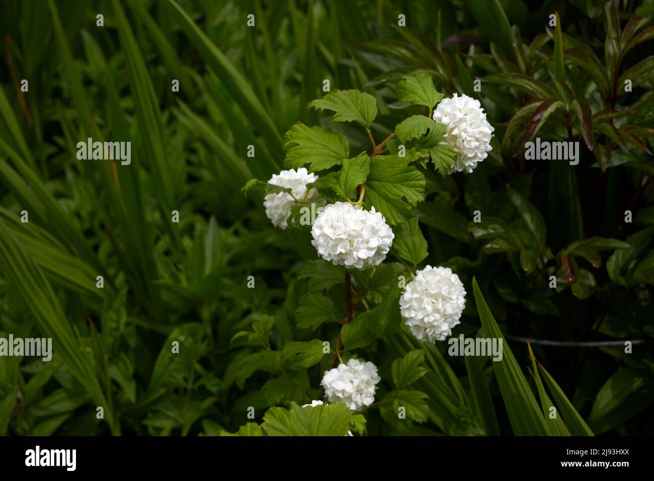 Viburnum opulus, floraison pendant l'été, East Yorkshire, UK, GB., Angleterre, ROYAUME-UNI, GB. Banque D'Images