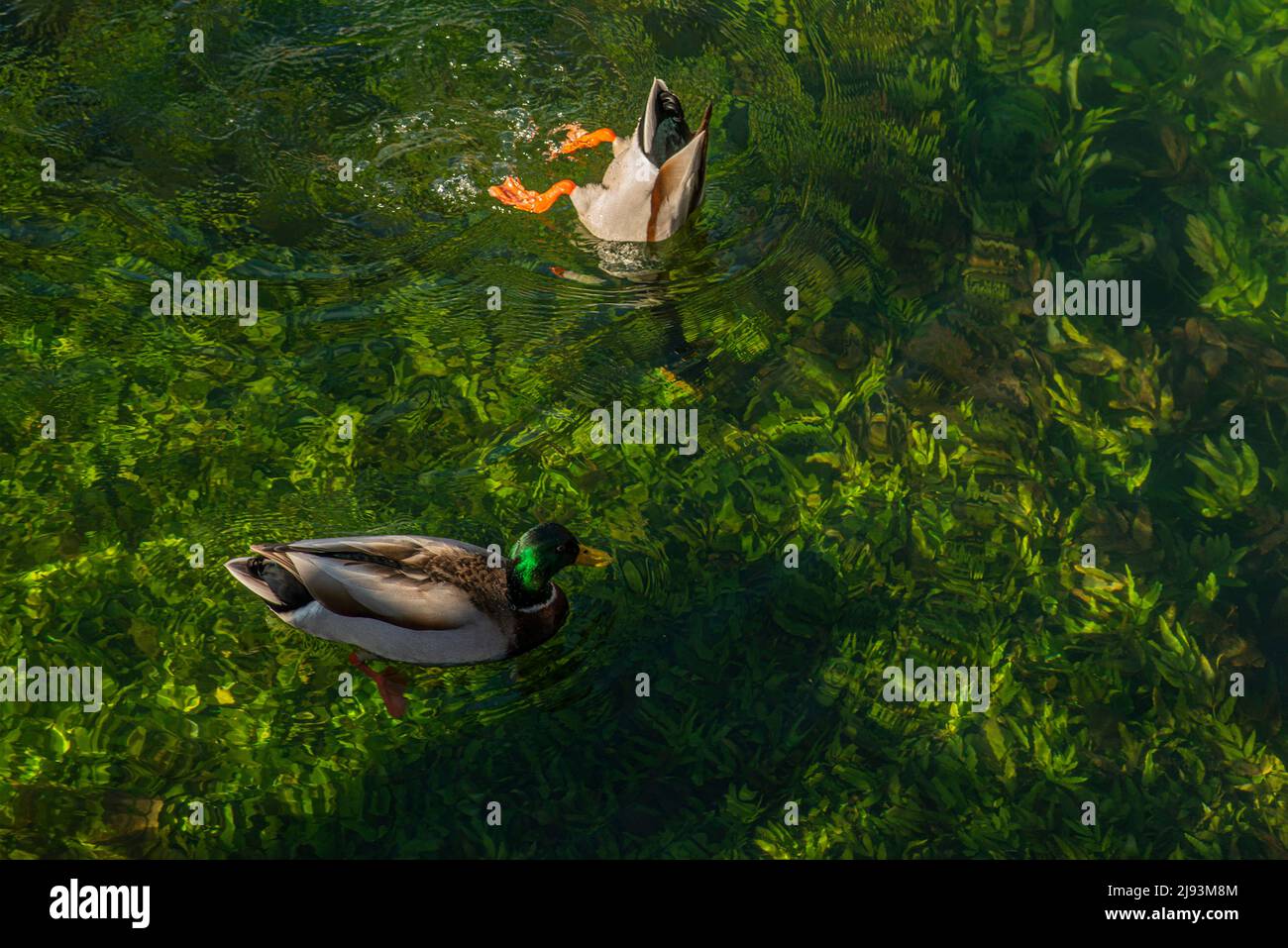 Une vue en hauteur de deux canards s'est terminée sur un jet de vapeur d'eau douce avec des algues vertes, pendant qu'ils plongent pour manger. Banque D'Images