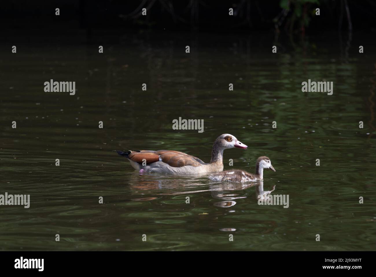 20 mai 2022, Hessen, Francfort-sur-le-main : une oie égyptienne et des poussins nageant sur la rivière main. Ces dernières années, l'OIE du Nil s'est répandue en Europe. Photo: Hannes P. Albert/dpa Banque D'Images
