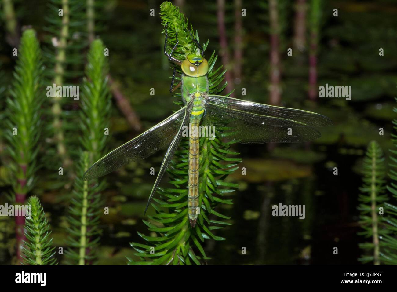 L'empereur dragonfly, Anax imperator, émergeant de cas larvaire la nuit, ne se développera pas bien, aile endommagée, métamorphose infructueuse, Mai, Royaume-Uni Banque D'Images