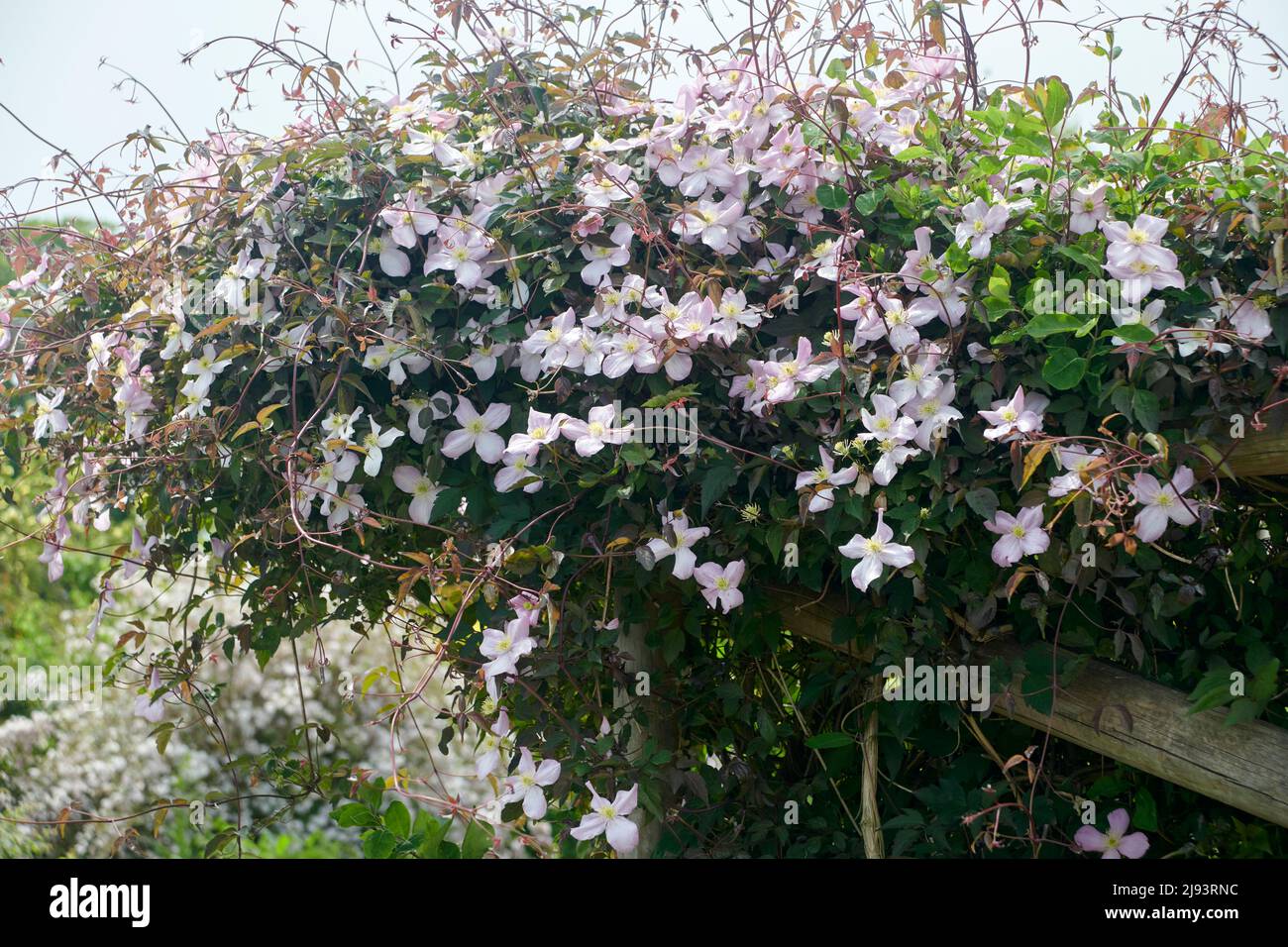 Clématis de montagne (Clematis Montana) fleurissent pendant l'été, East Yorkshire, UK, GB., Angleterre, ROYAUME-UNI, GB. Banque D'Images