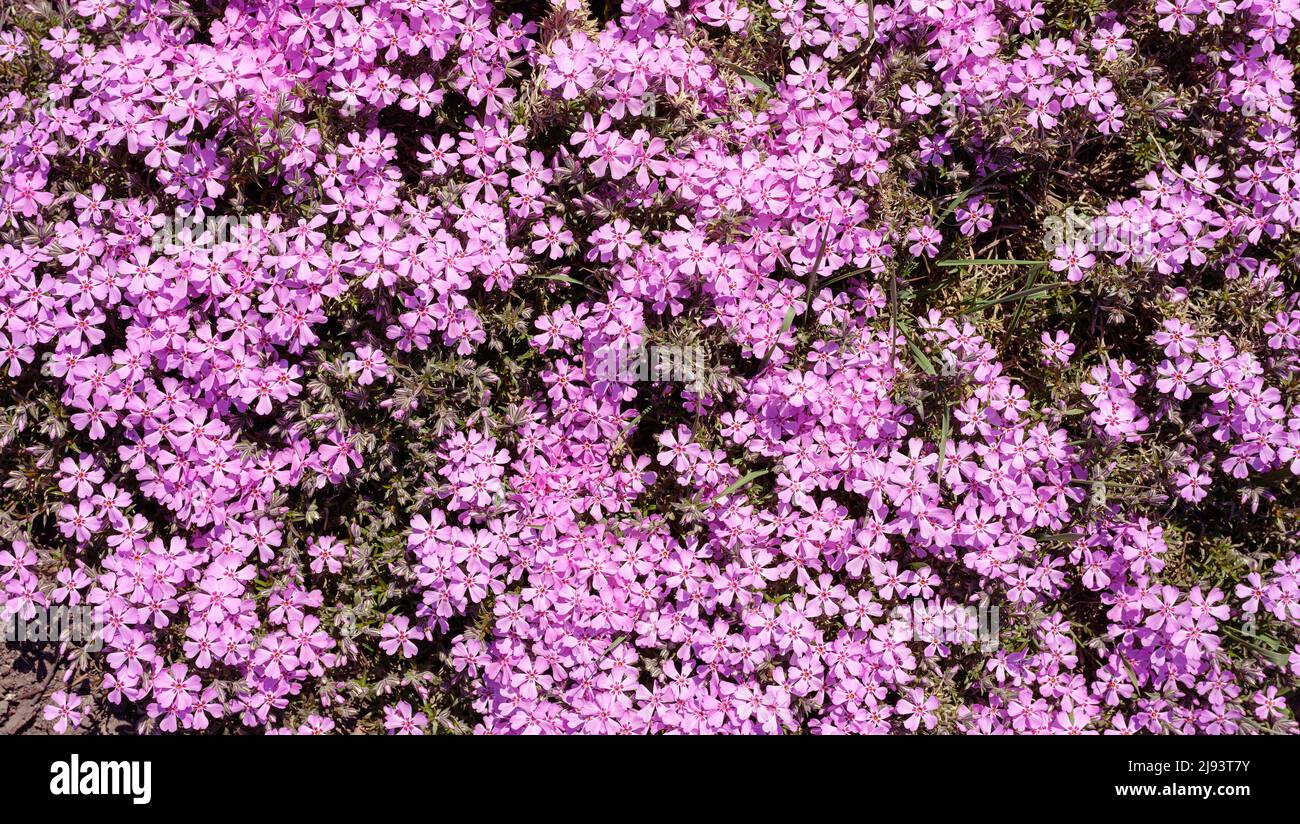 Fleurs de Phlox subulata dans le jardin au printemps. Banque D'Images