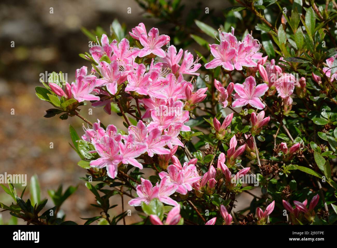 Rhododendron Kermesina Rose abondance de fleurs roses roses avec bord blanc au printemps Banque D'Images
