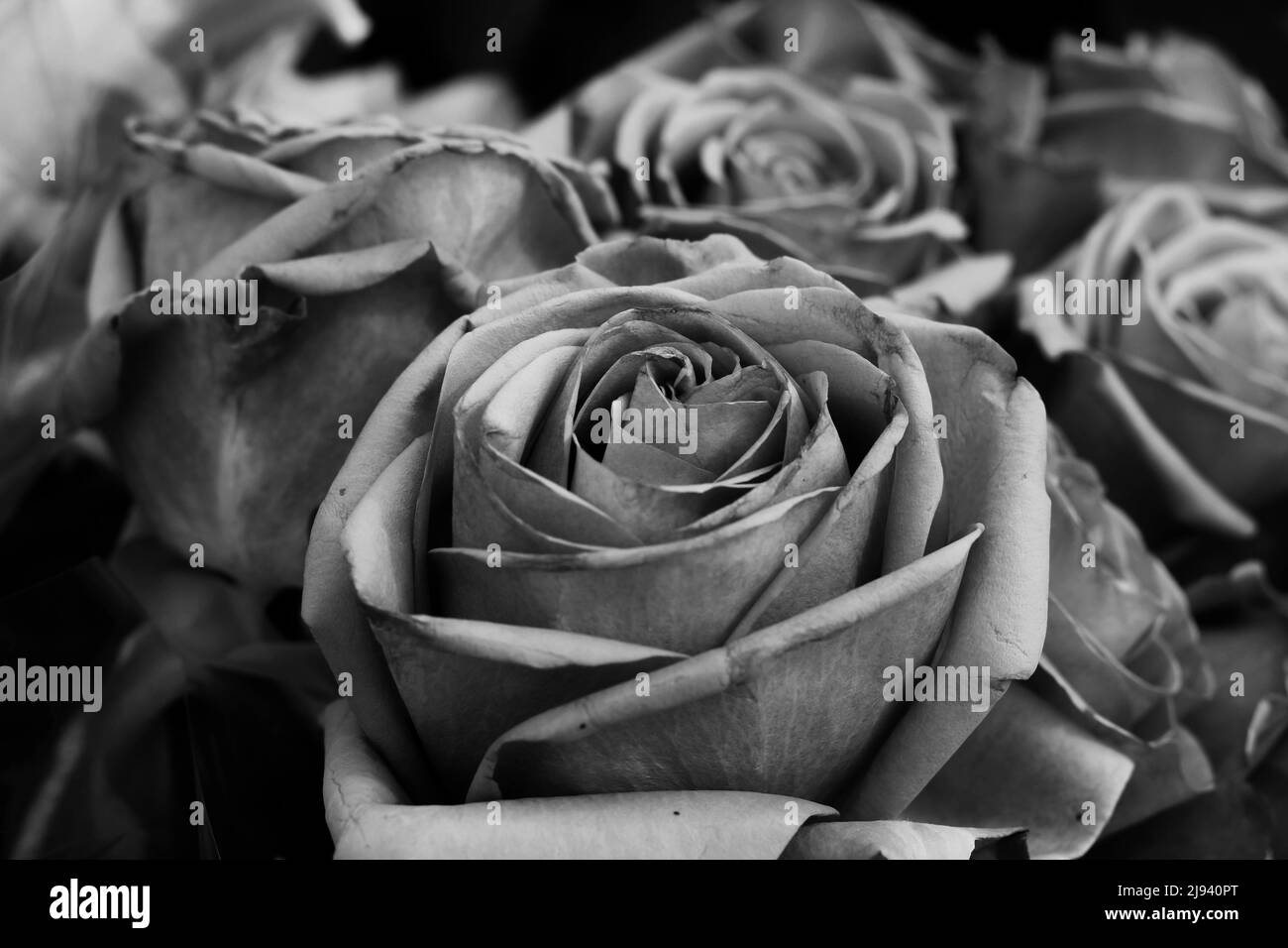 Belles roses et fleurs fraîches en pleine fleur et en noir et blanc comme cadeau pour quelqu'un de spécial. Banque D'Images