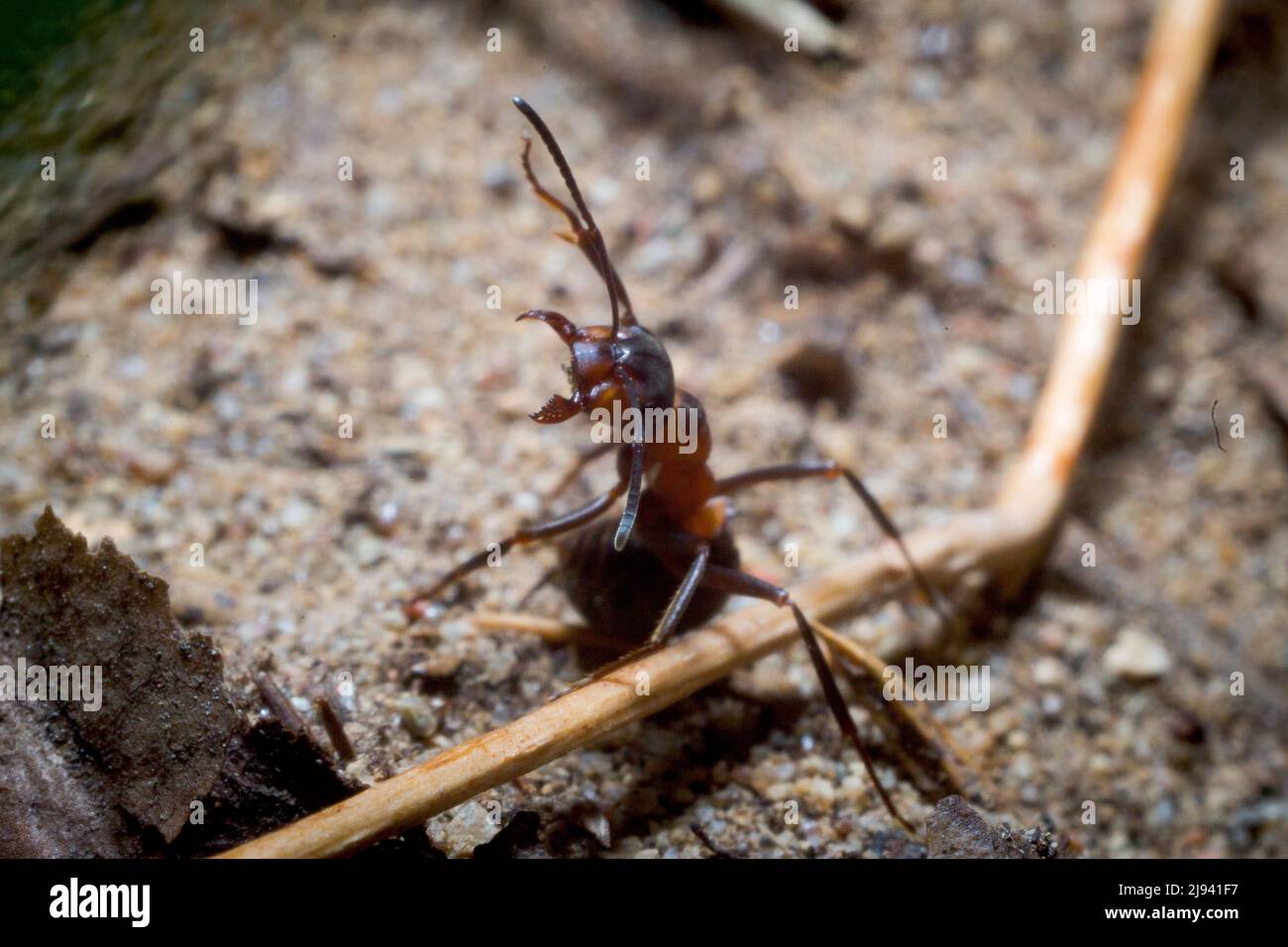 Formica Forest ant travaille au printemps Banque D'Images