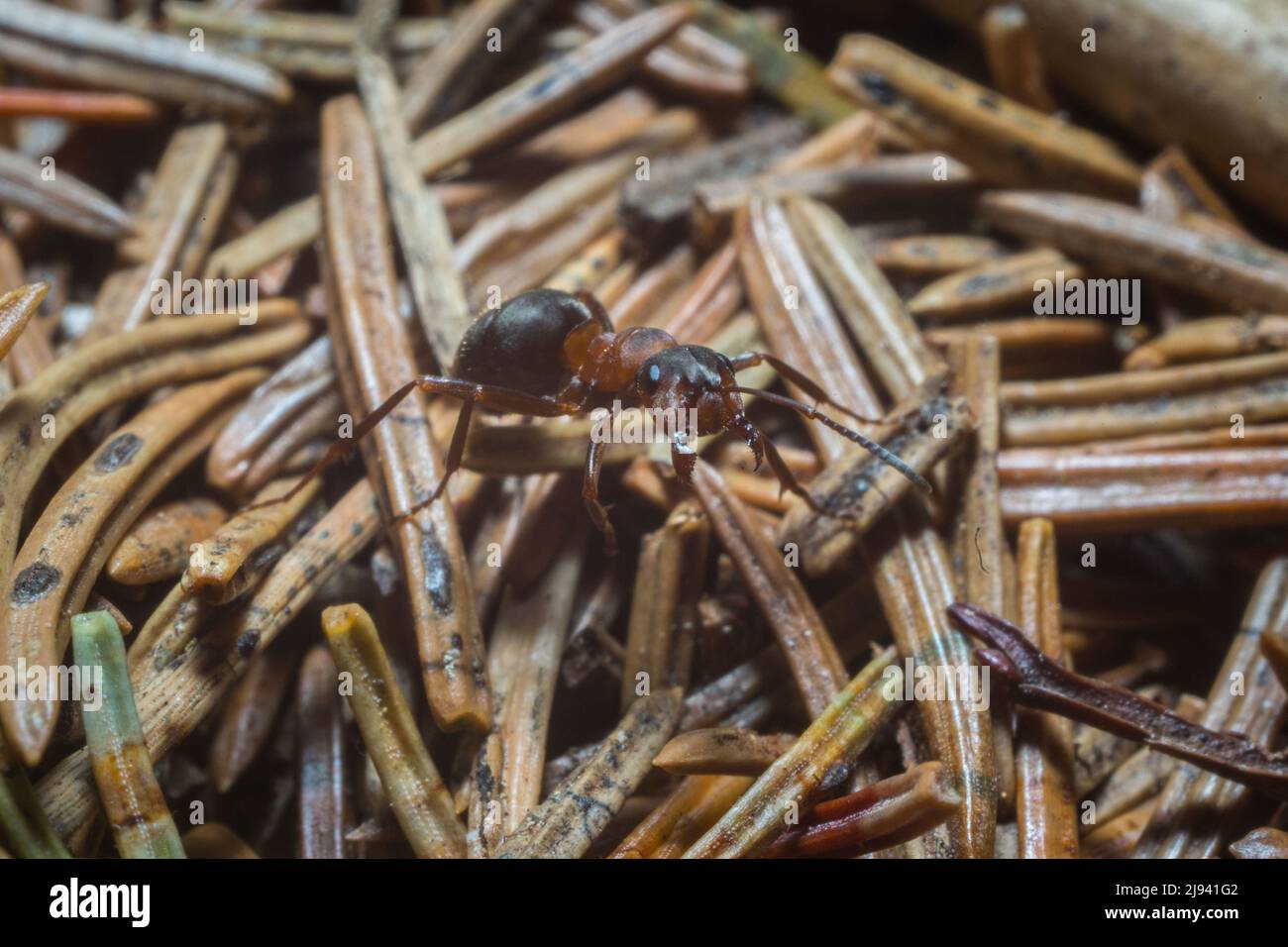 Formica Forest ant travaille au printemps Banque D'Images