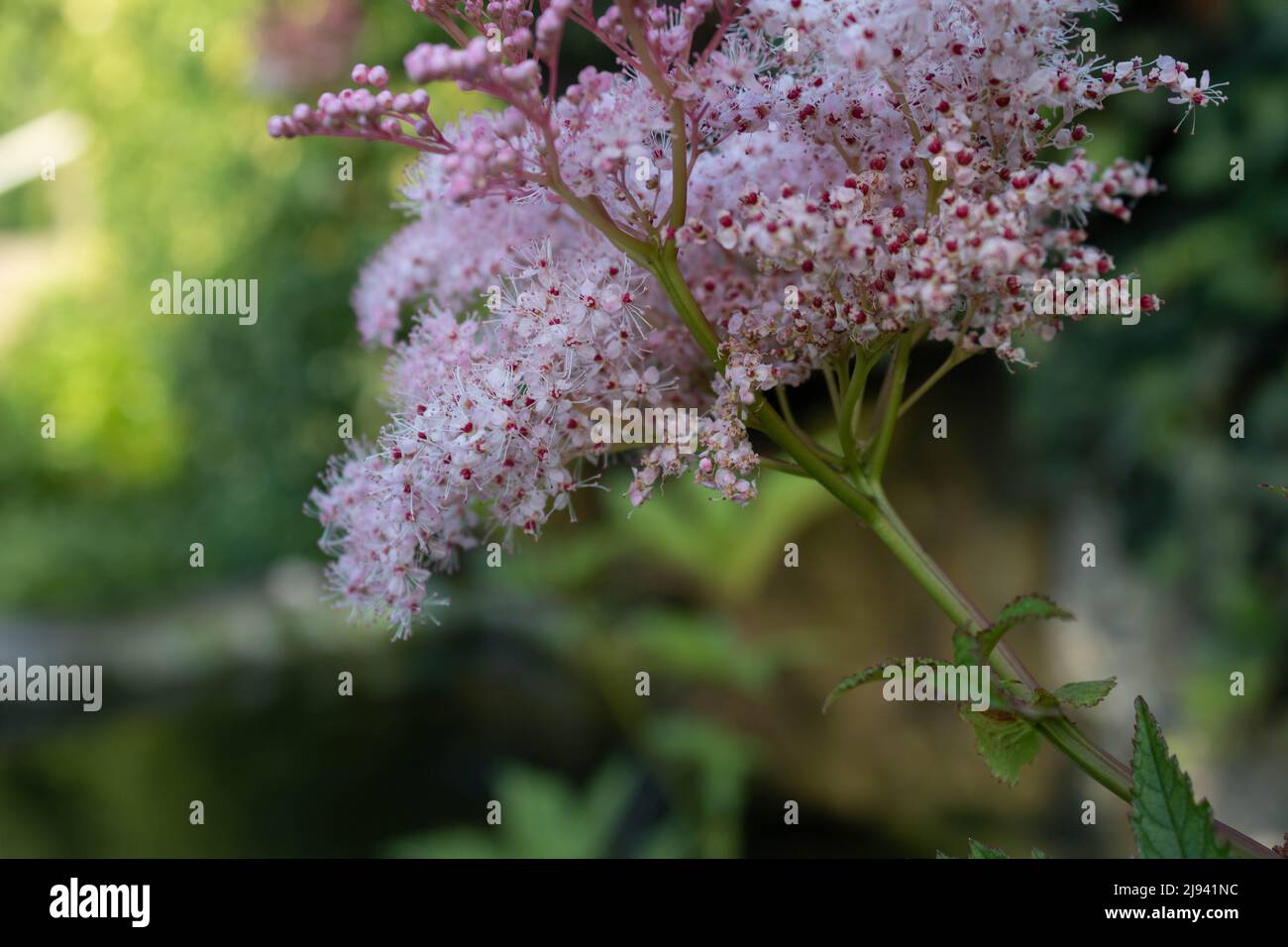 Branche en fleurs du tamaraque français (Tamarix gallica) sur fond vert, gros plan Banque D'Images