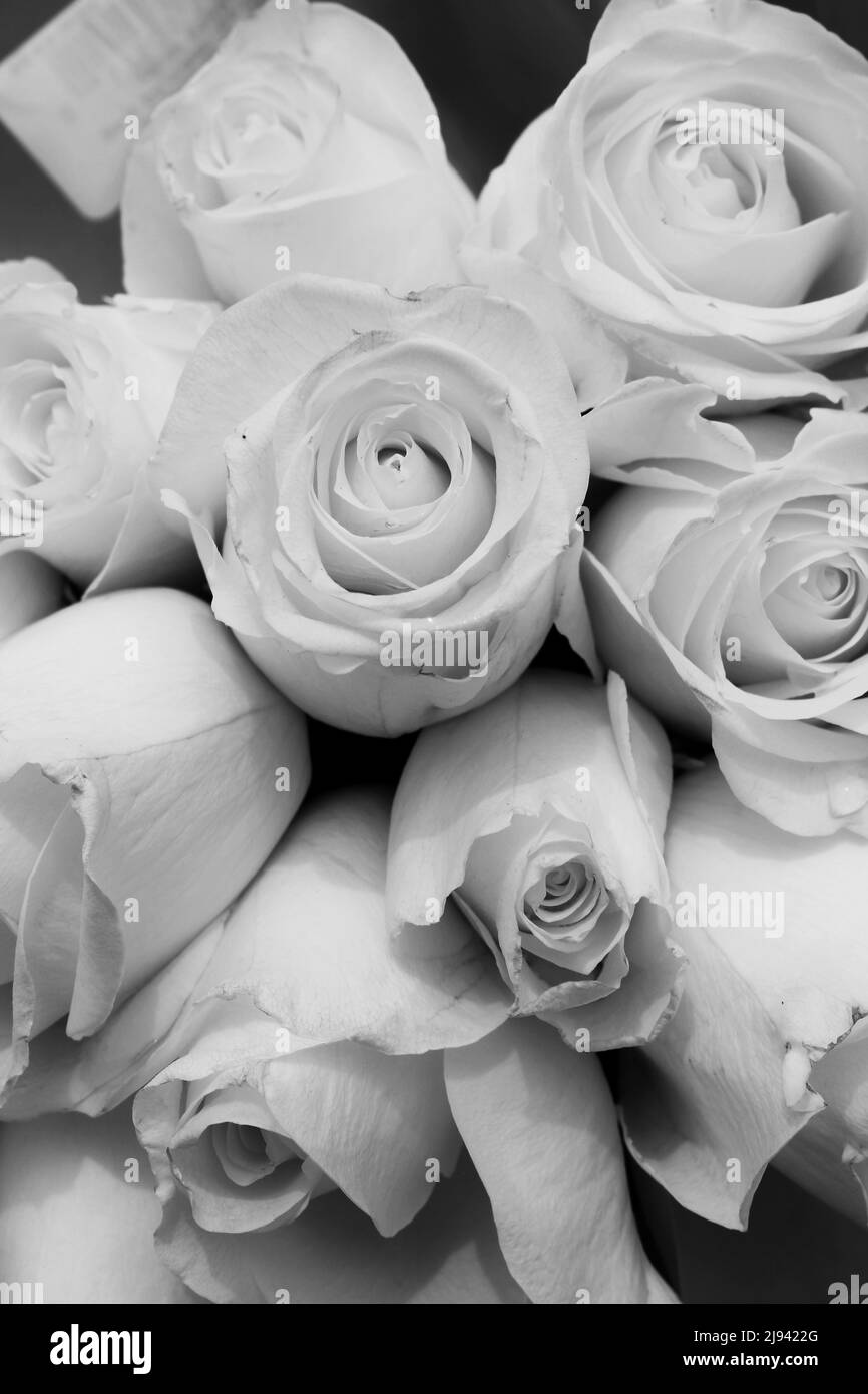 Belles roses et fleurs fraîches en pleine fleur et en noir et blanc comme cadeau pour quelqu'un de spécial. Banque D'Images