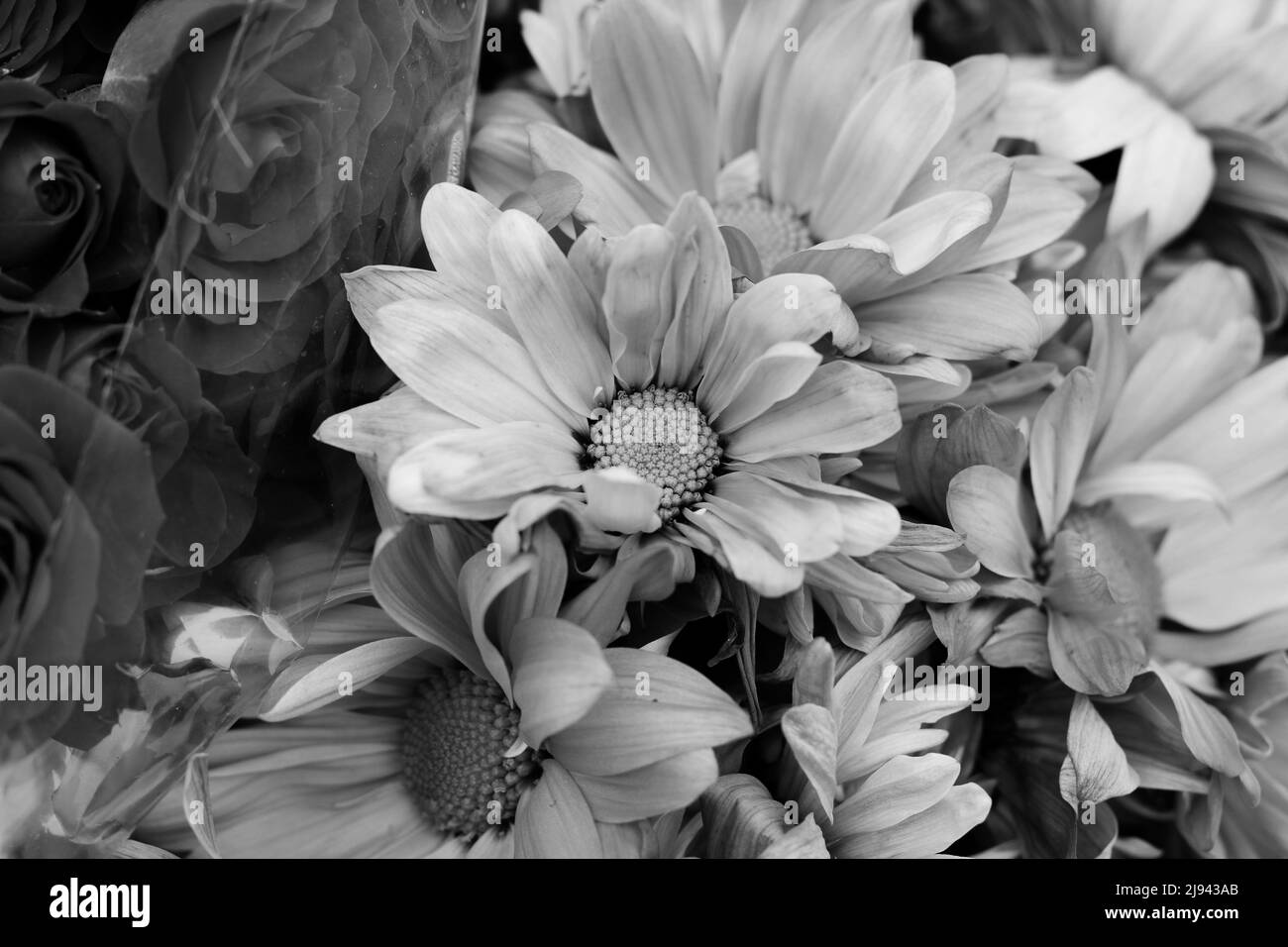 Belles fleurs fraîches en pleine fleur comme cadeau pour quelqu'un de spécial. Banque D'Images