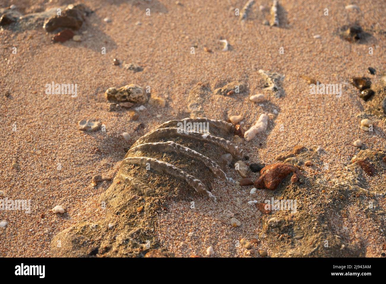 Gros plan de la coquille fossilisée de tridacna sur une plage de sable de corail dans la zone de surf. Mer Rouge, Égypte Banque D'Images