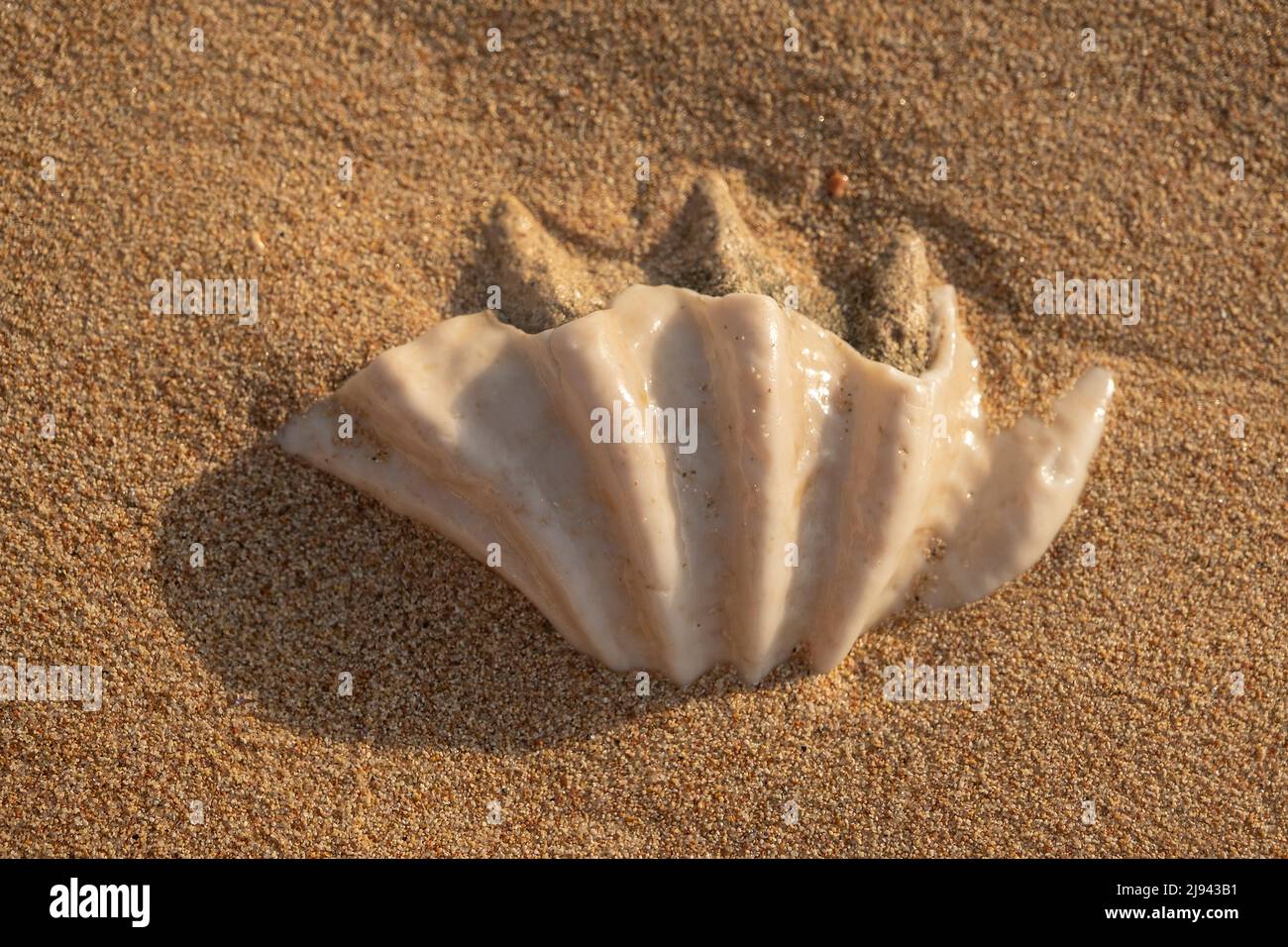 Gros plan de la coquille fossilisée de tridacna sur une plage de sable de corail dans la zone de surf. Mer Rouge, Égypte Banque D'Images