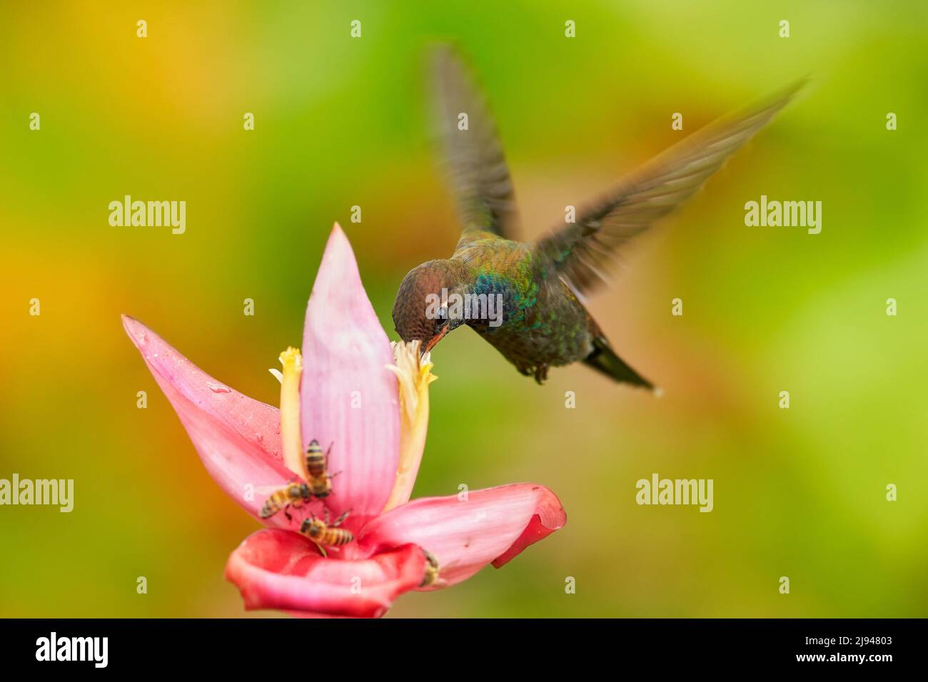 Faune tropicale. Colibri avec fleur. Hillstar à gouffres rufous , Urochroma bougueri, sur la fleur de ping, fond vert et jaune, nectar de succion d'oiseau Banque D'Images