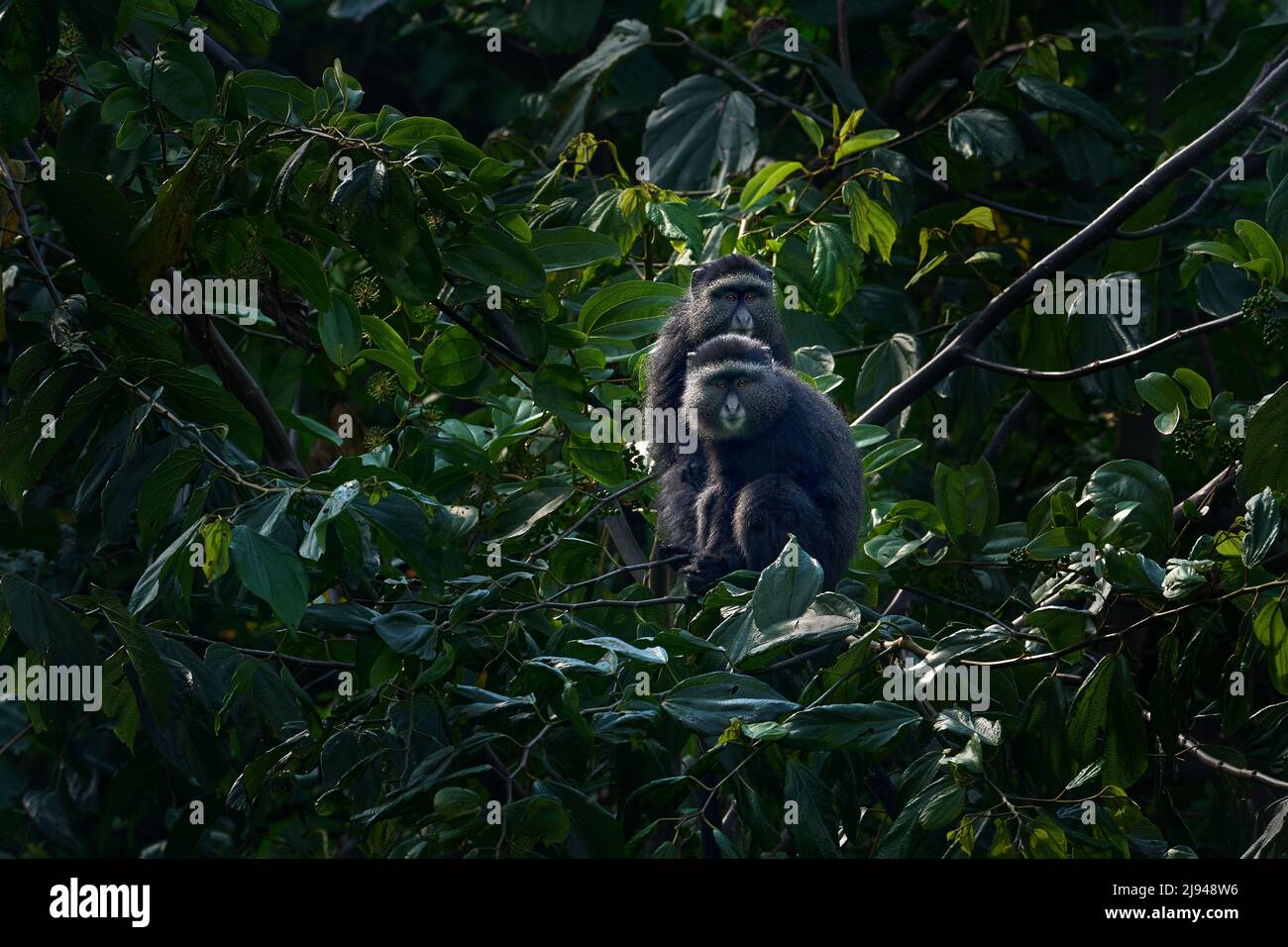 Deux singes à diadème bleu, Cercopithecus mitis, assis sur un arbre dans l'habitat naturel de la forêt, parc national impénétrable de Bwindi, Ouganda en Afrique. Mignon Banque D'Images