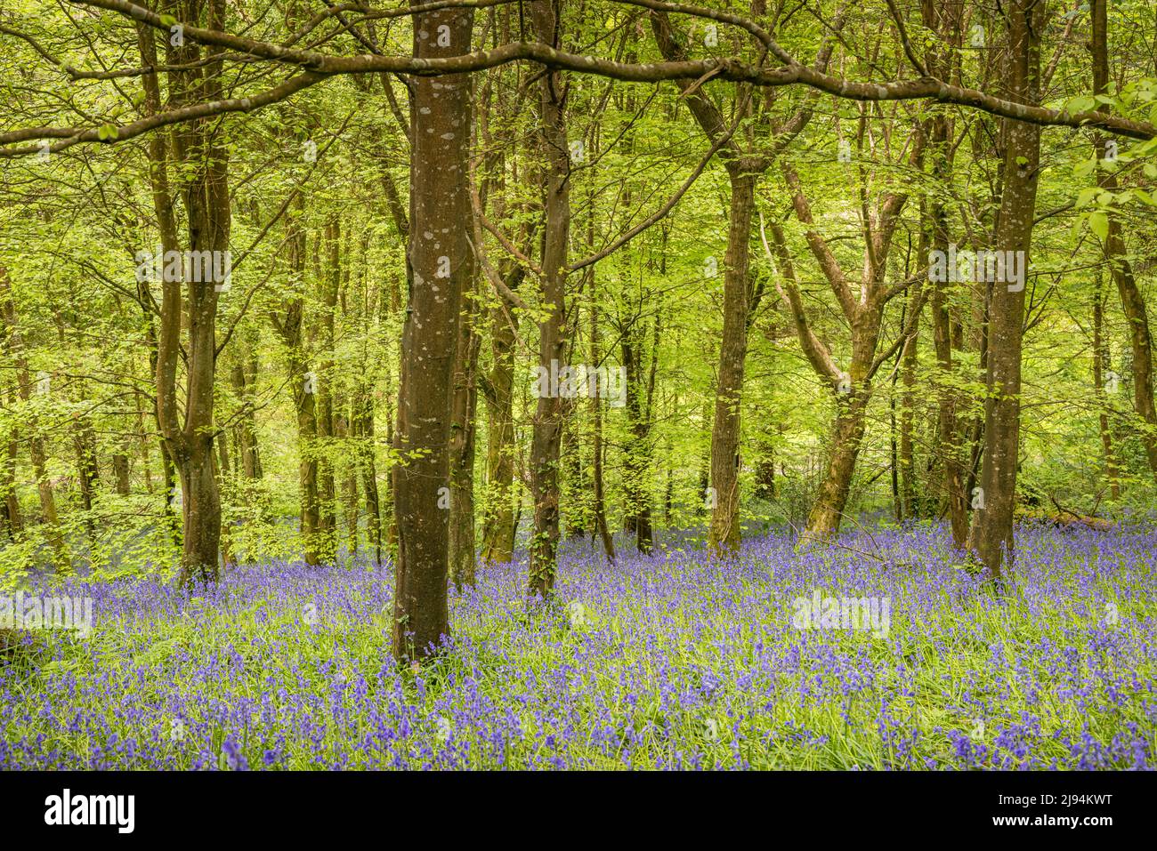 Bluebells à Penrose près de Helston, dans les Cornouailles. Date de la photo: Jeudi 5 mai 2022. Photo de Christopher Ison © Banque D'Images