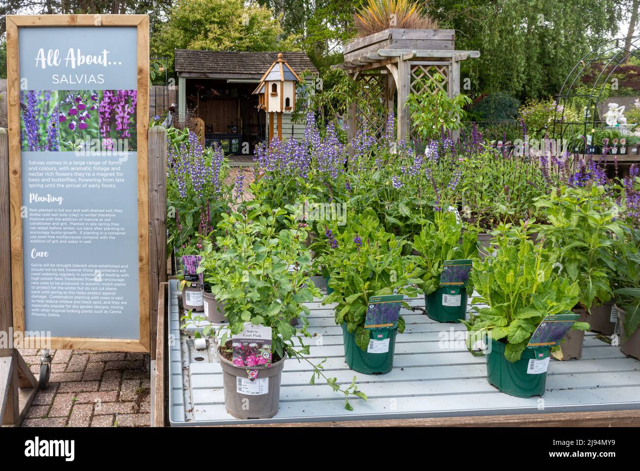 Salvias, plantes aux fleurs violettes, en vente à l'extérieur dans un centre de jardin, Royaume-Uni Banque D'Images