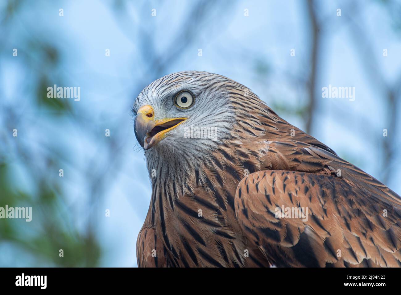 Red kite (Milvus milvus) gros plan, Royaume-Uni Banque D'Images