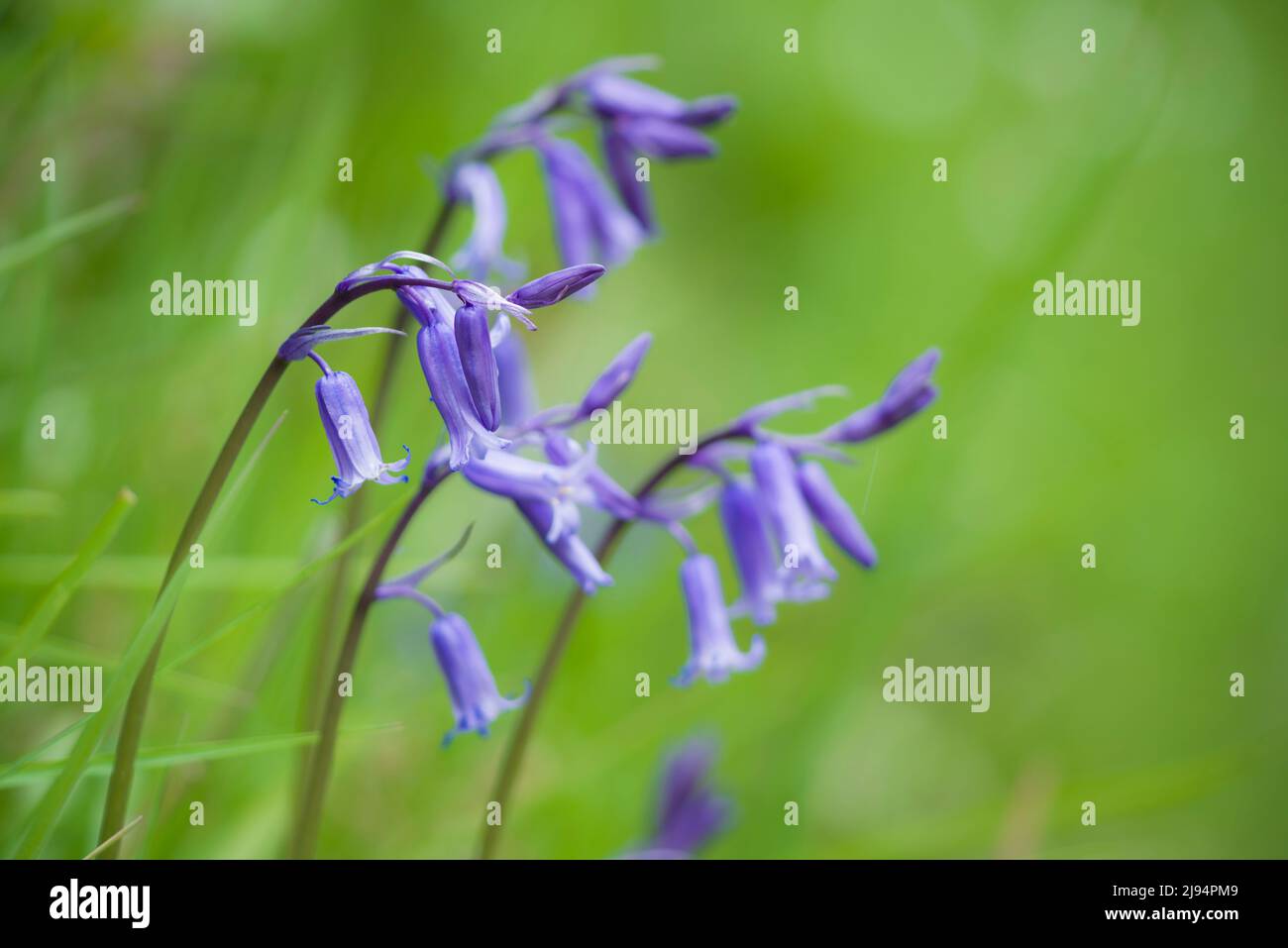 Des cloches (jacinthoides non scripta) au printemps dans les collines de Brendon, parc national d'Exmoor, Somerset, Angleterre. Banque D'Images