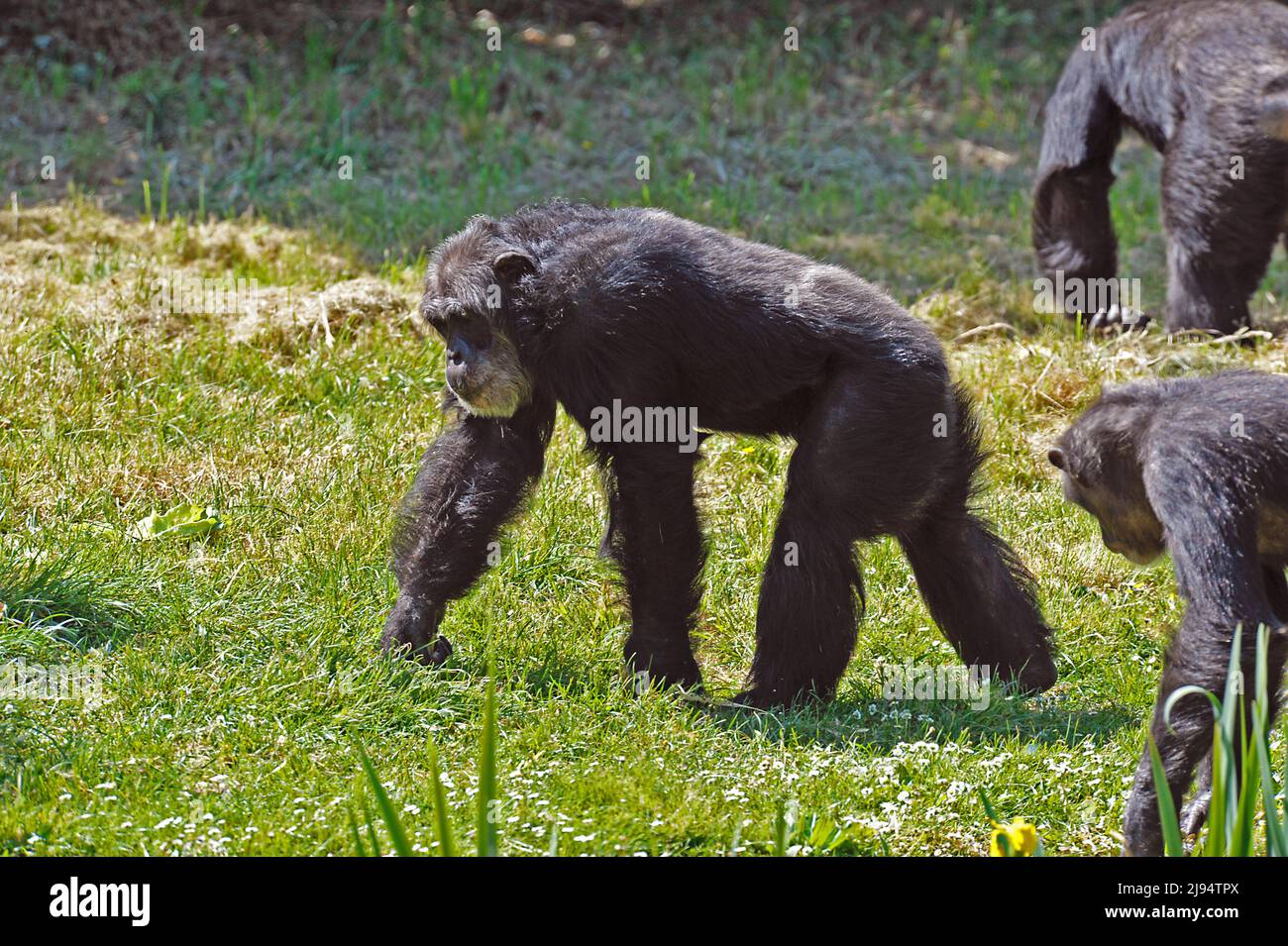 Chimpanzés Banque D'Images