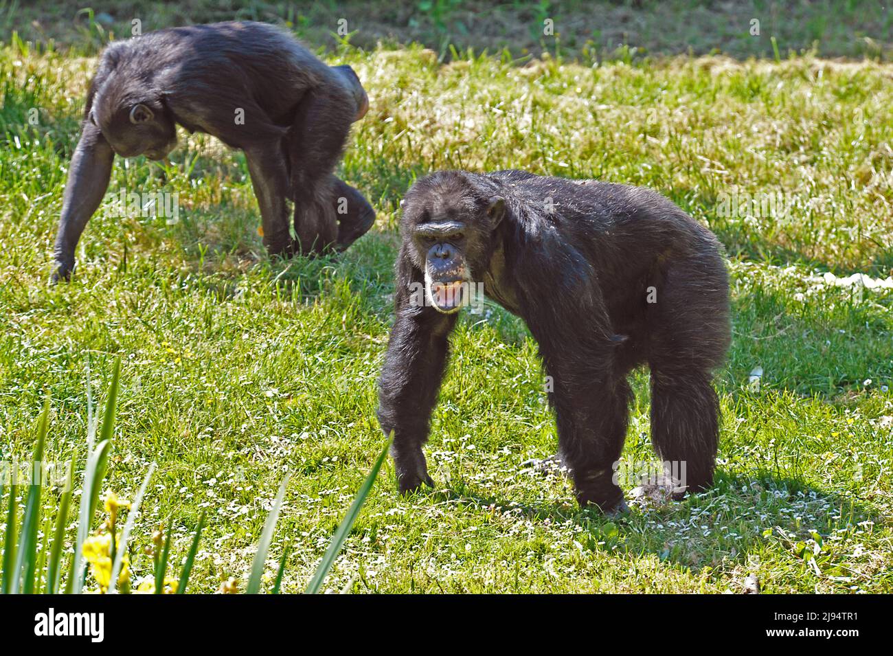 Chimpanzés Banque D'Images