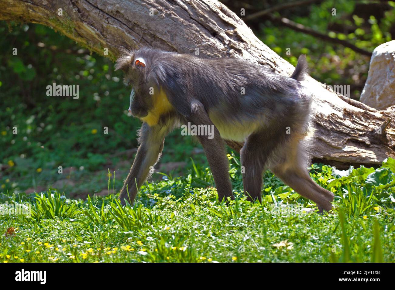Mandrill Primate Banque D'Images