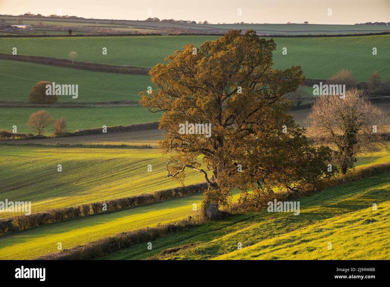 Arbres sur Vartenham Hill à la lumière de l'après-midi de la fin de l'automne, Milborne Port, Somerset, Angleterre, Royaume-Uni Banque D'Images