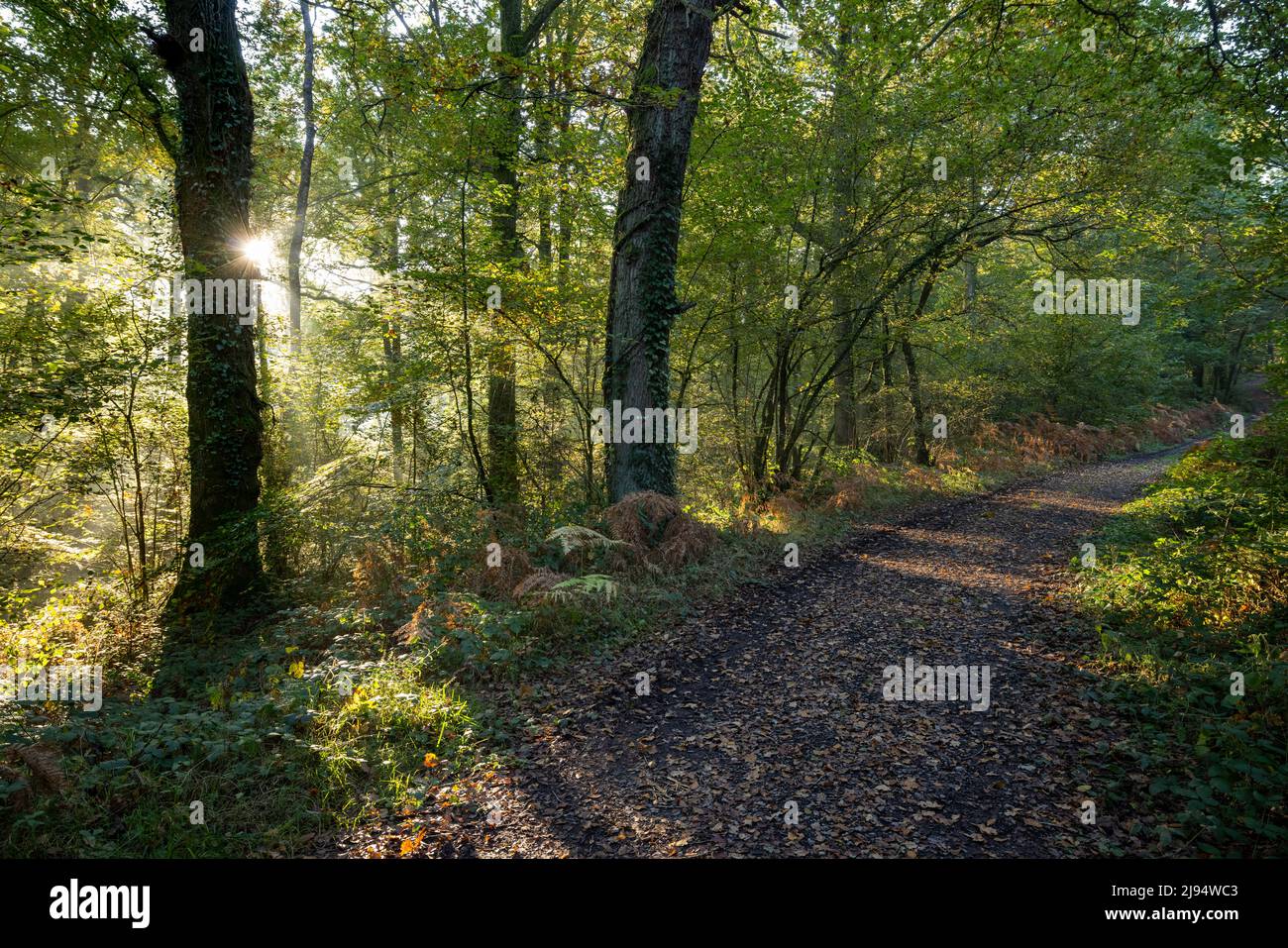 Une piste dans les Andaines, Parc naturel régional Normandie-Maine, Normandie, France Banque D'Images