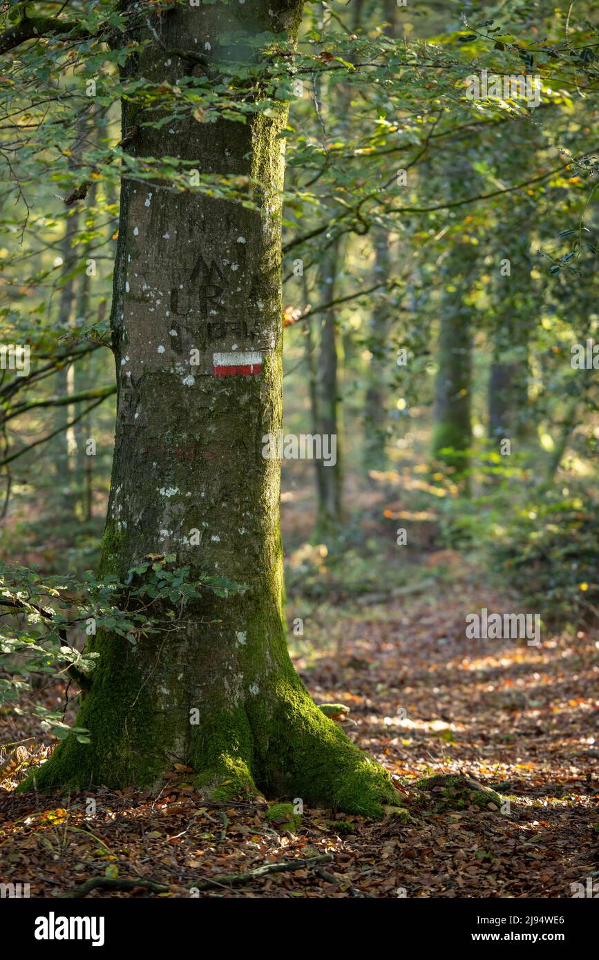 La Grande randonnée (sentier longue distance) signe sur un arbre sur le GR 22, les Andaines, Parc naturel régional Normandie-Maine, Normandie, France Banque D'Images