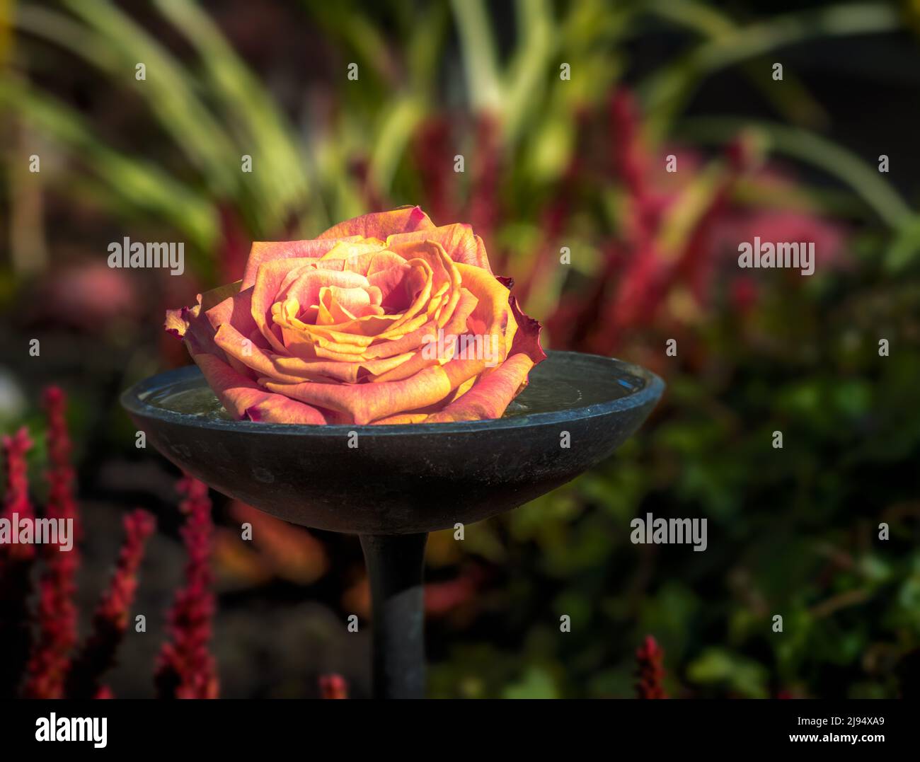 Gros plan d'une fleur de rose dans un bol d'eau Saint sur la cemétrie Banque D'Images