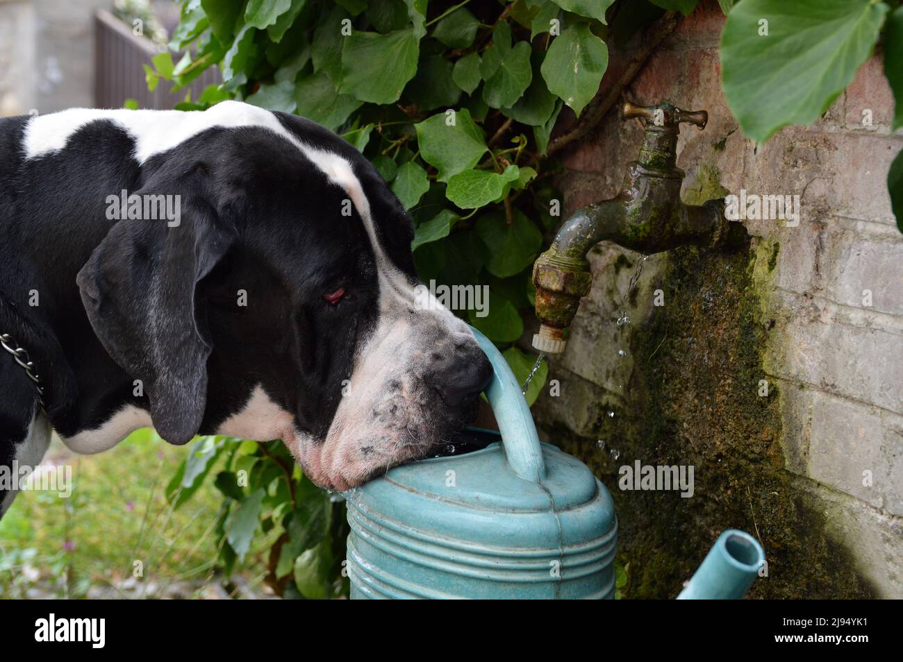 Un grand pain de chien Danois qui boit dans un arrosoir pour se rafraîchir pendant la chaleur estivale. Banque D'Images