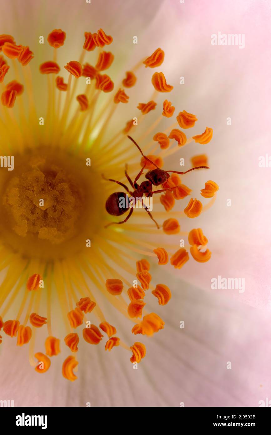 ANT sur les étamines d'une fleur de canina rosa Banque D'Images