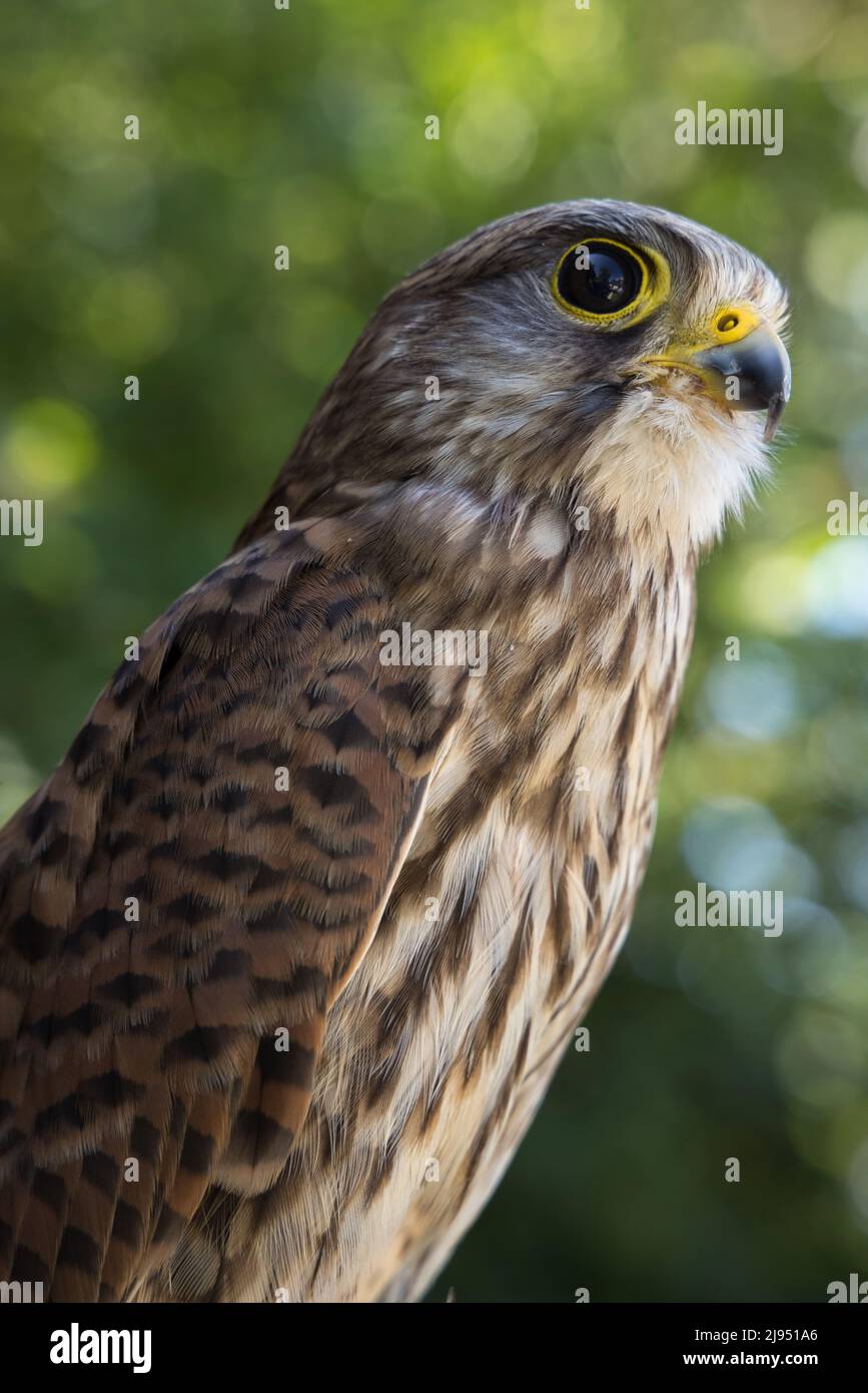 A Kestrel, Pitcombe Rock Falconry, Somerset, Angleterre, Royaume-Uni Banque D'Images