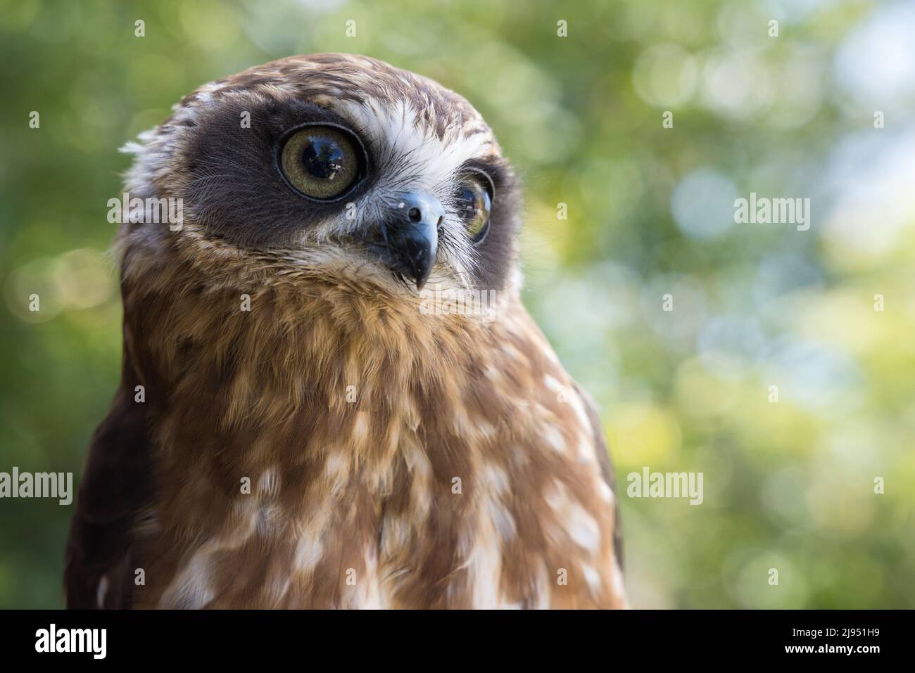 A Moreporc Owl, Pitcombe Rock Falconry, Somerset, Angleterre, Royaume-Uni Banque D'Images