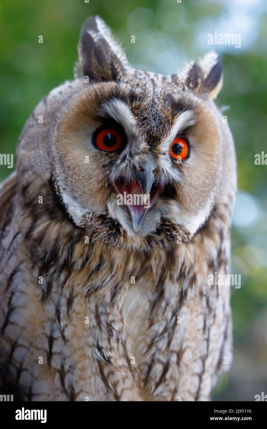 Long Eared Owl, Pitcombe Rock Falconry, Somerset, Angleterre, Royaume-Uni Banque D'Images